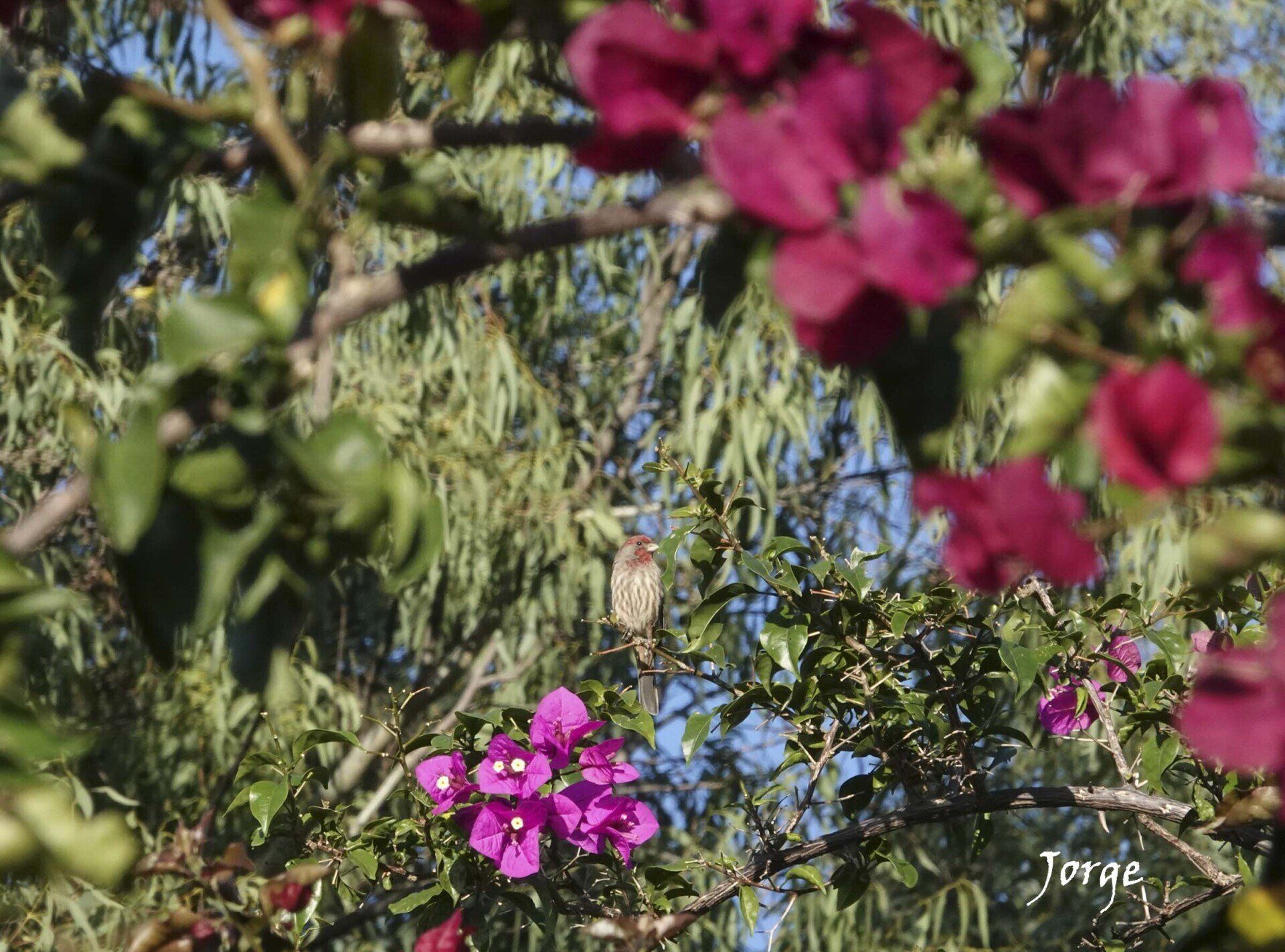 Photo of House Finch