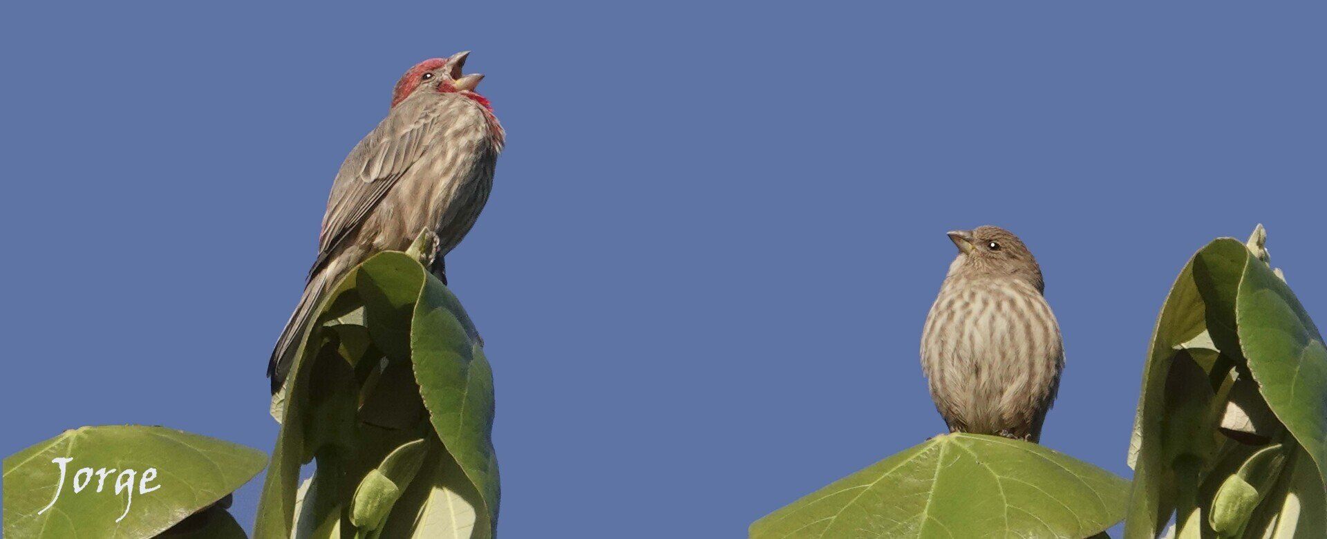 Picture of House Finches
