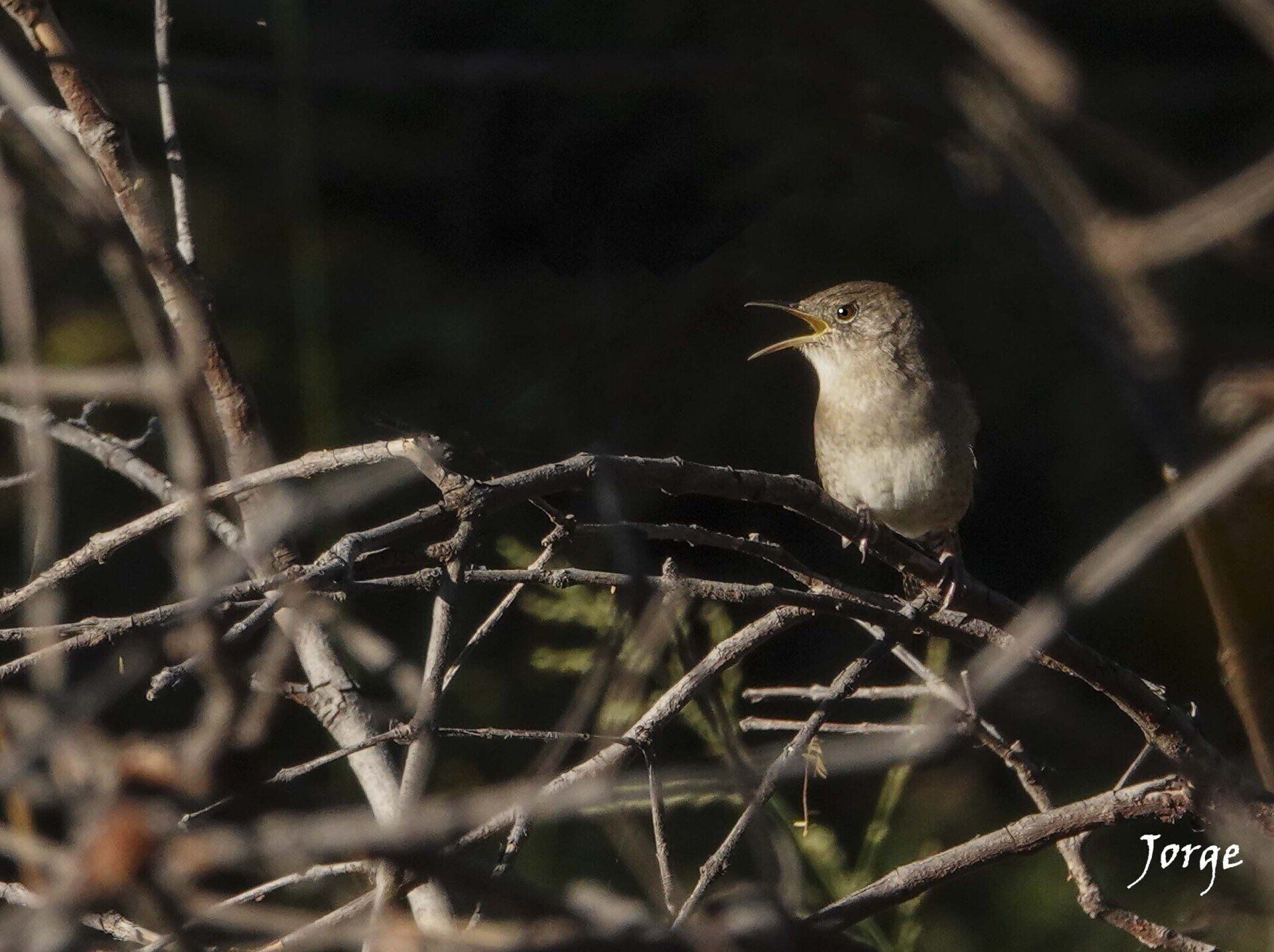 Photo of House Wren