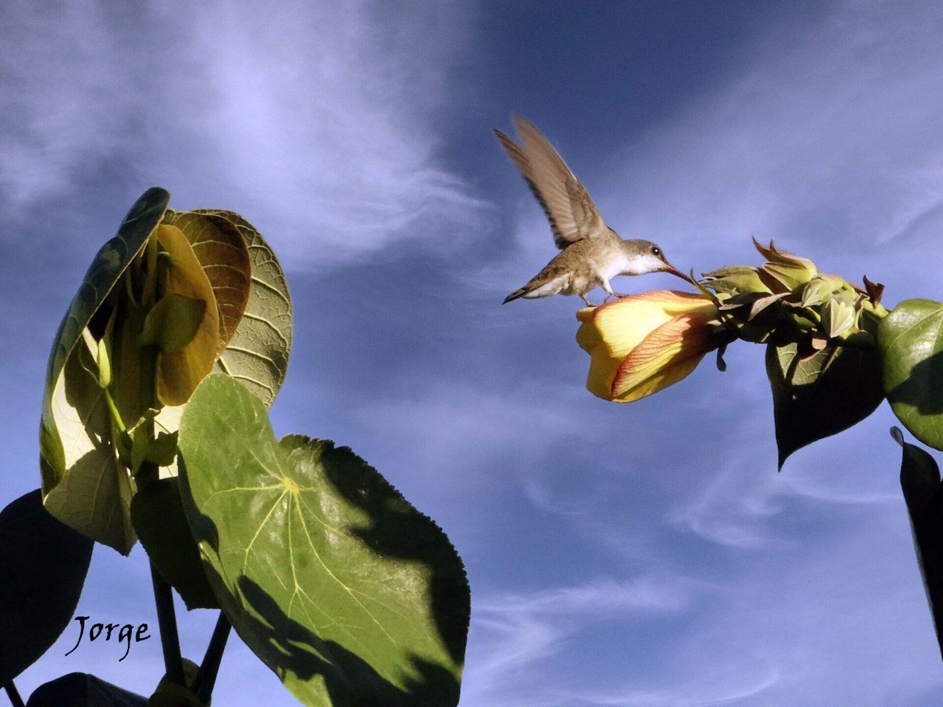 Photo of Likely Violet Crowned Hummingbird