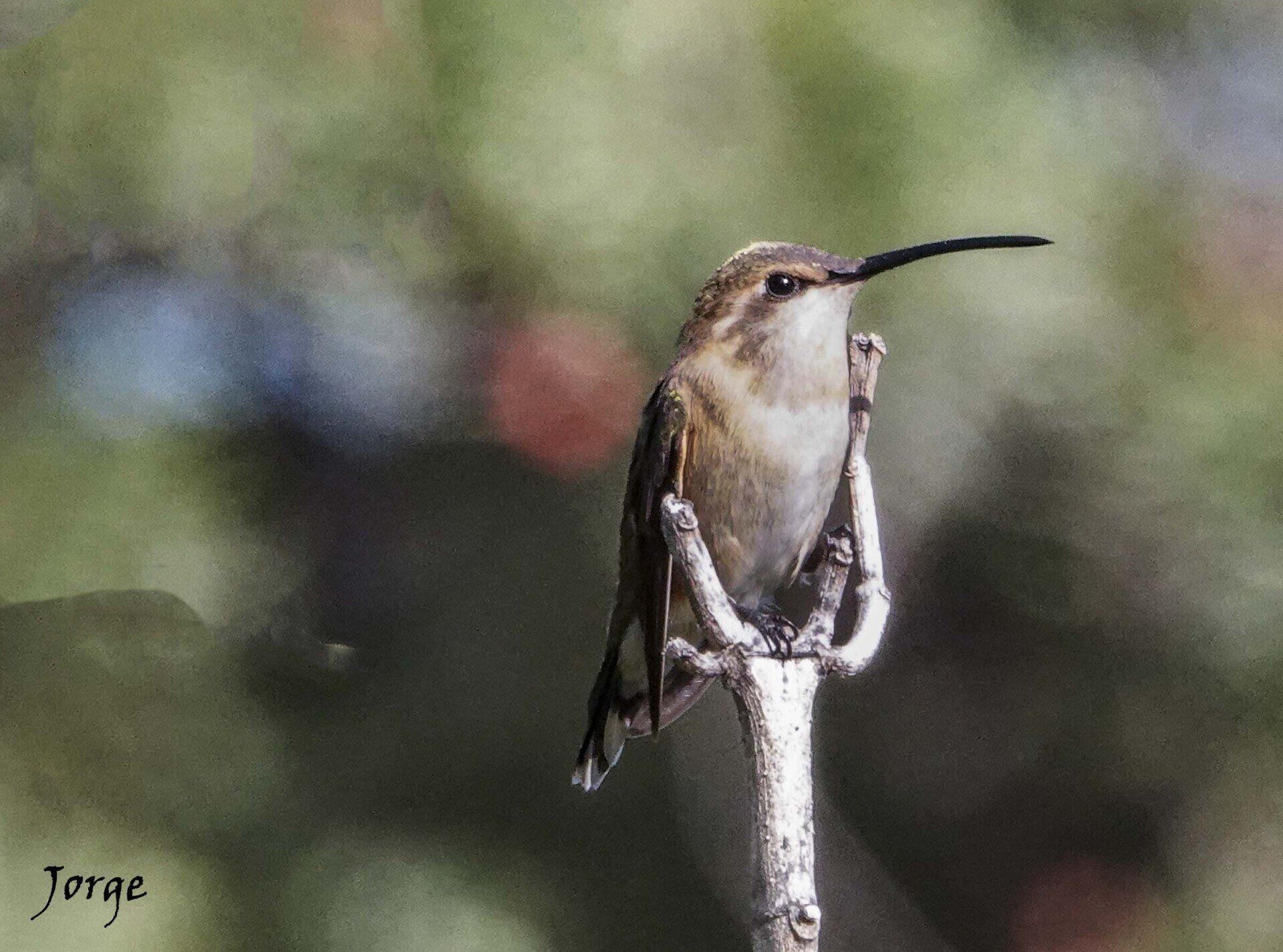 Lucifer Hummingbird