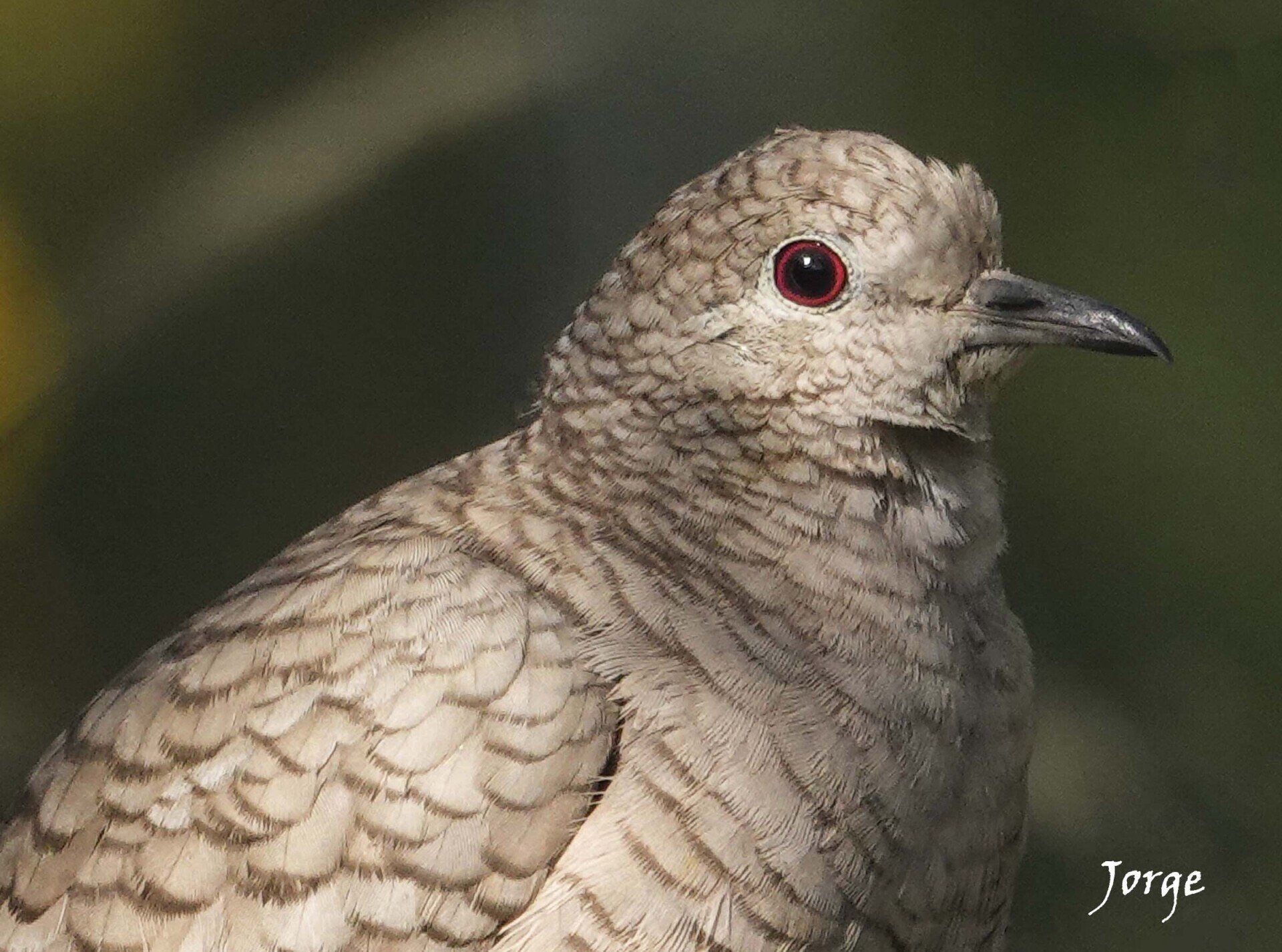Photo of Inca Dove