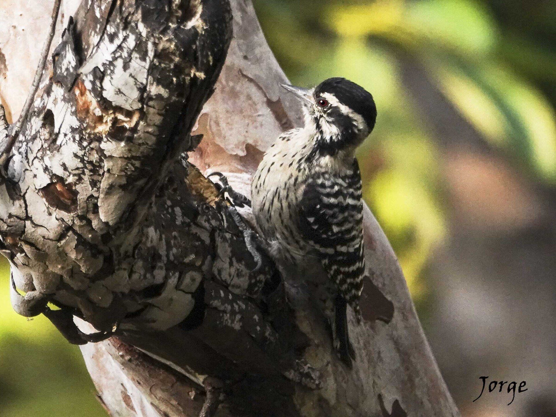 Picture of Ladder Backed Woodpecker