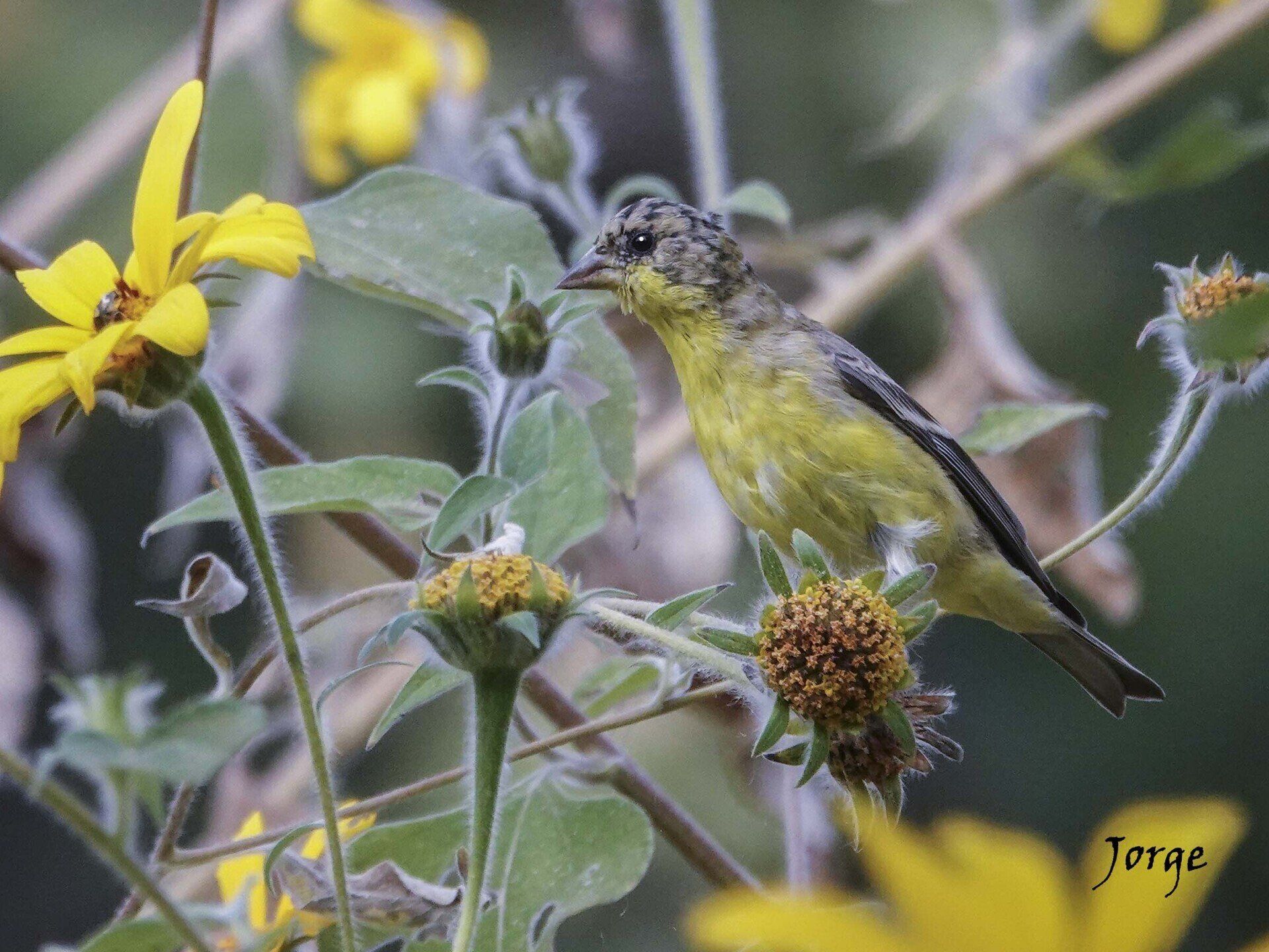 Photo of Lesser Goldfinch