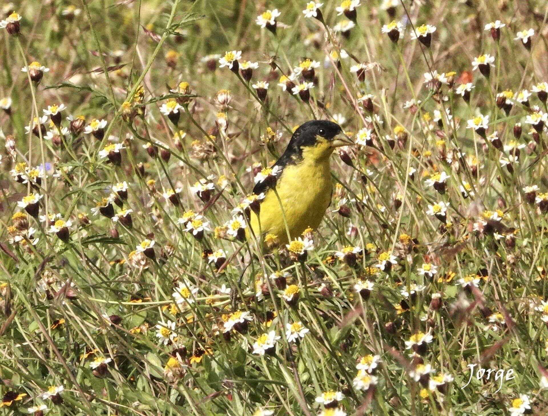 Picture of Lesser Goldfinch