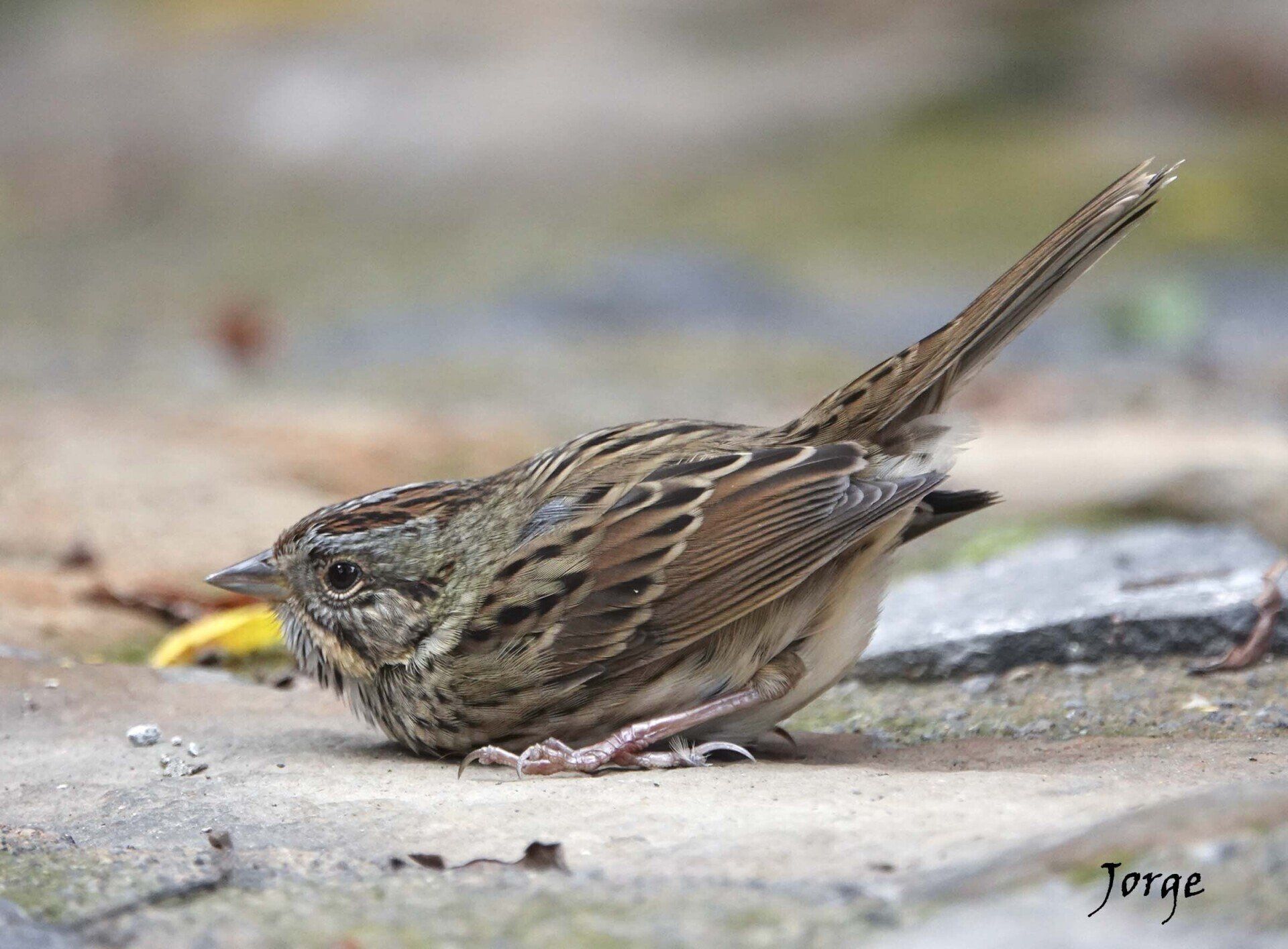 Photo of Lincoln's Sparrow