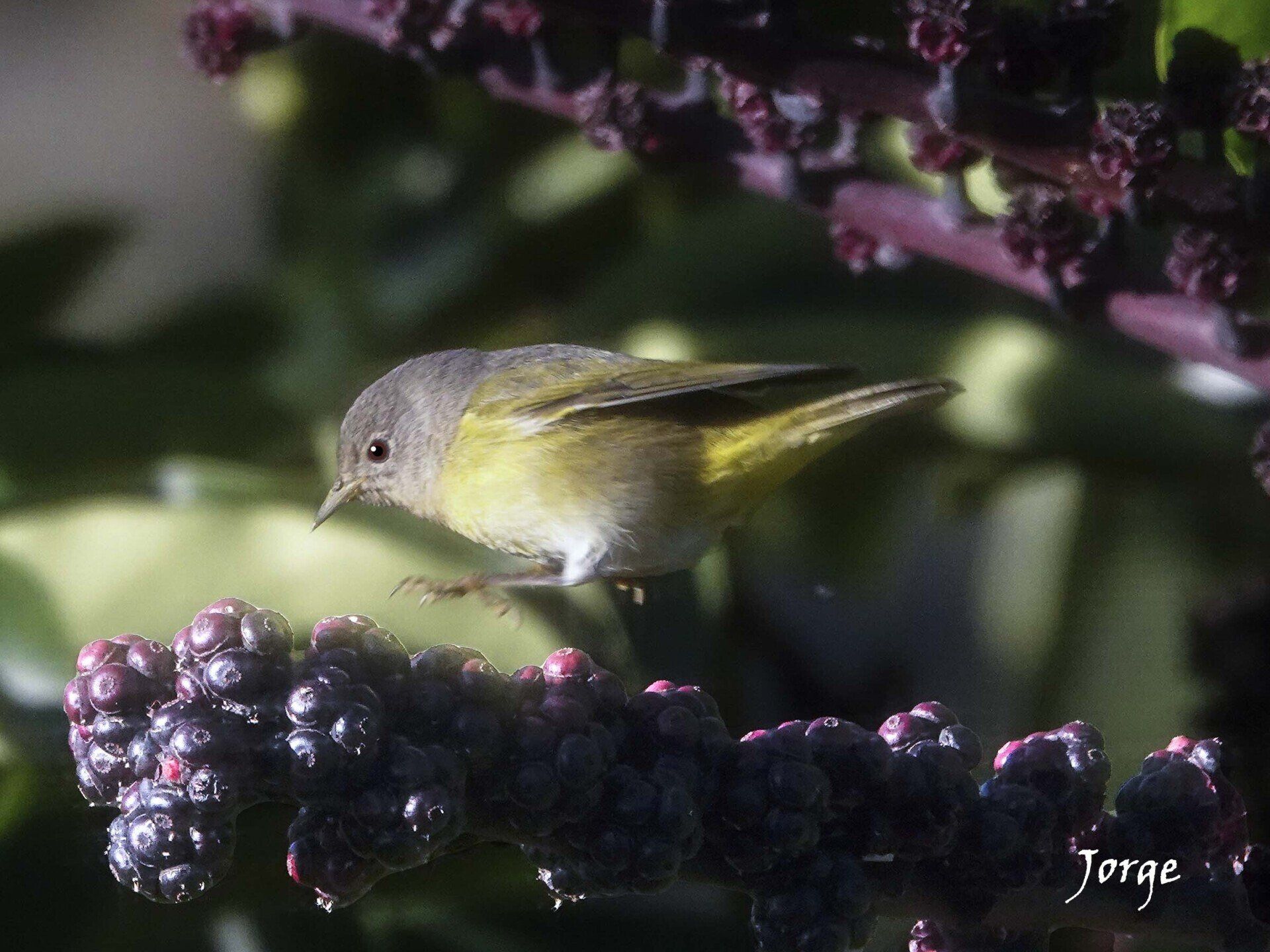 Picture of Nashville Warbler