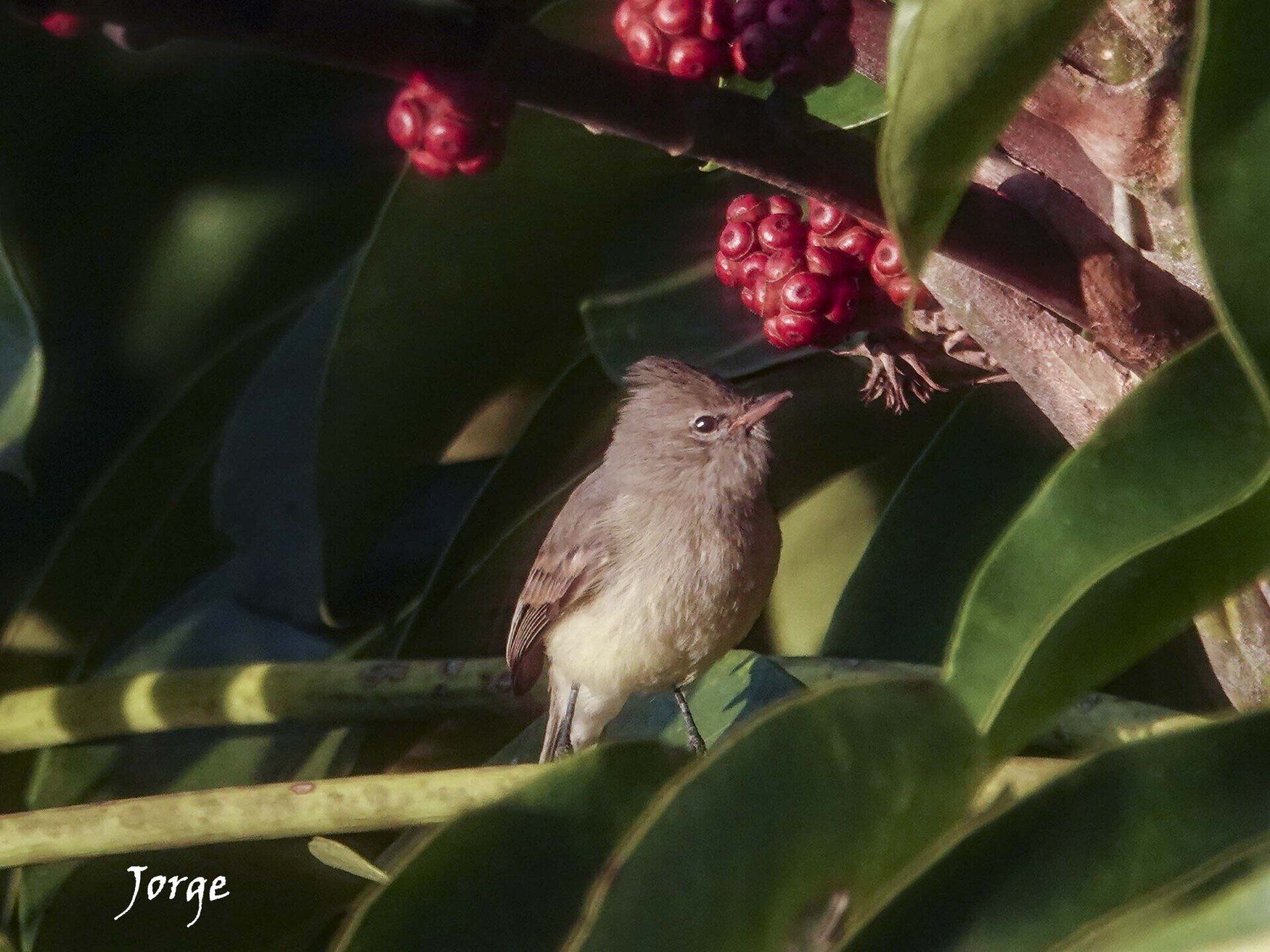 Photo of Northern Bearless Tyrannulet
