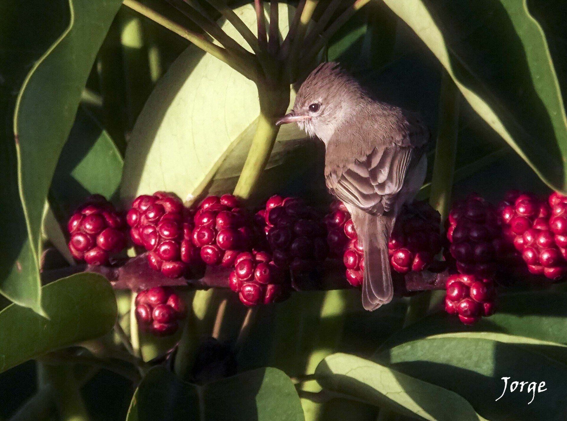 Photo of Northern Beardless Tyrannulet