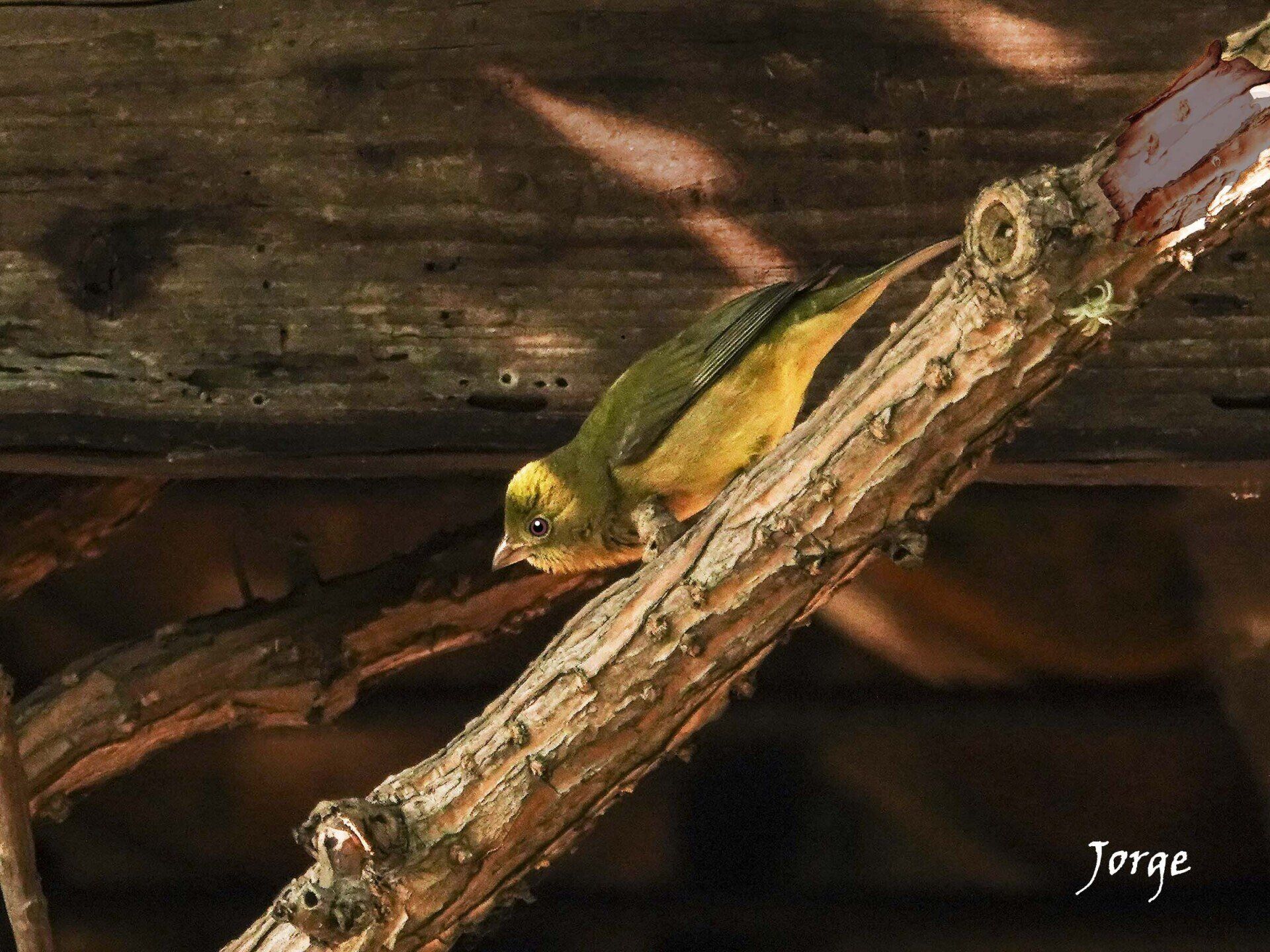 Photo of Painted Bunting