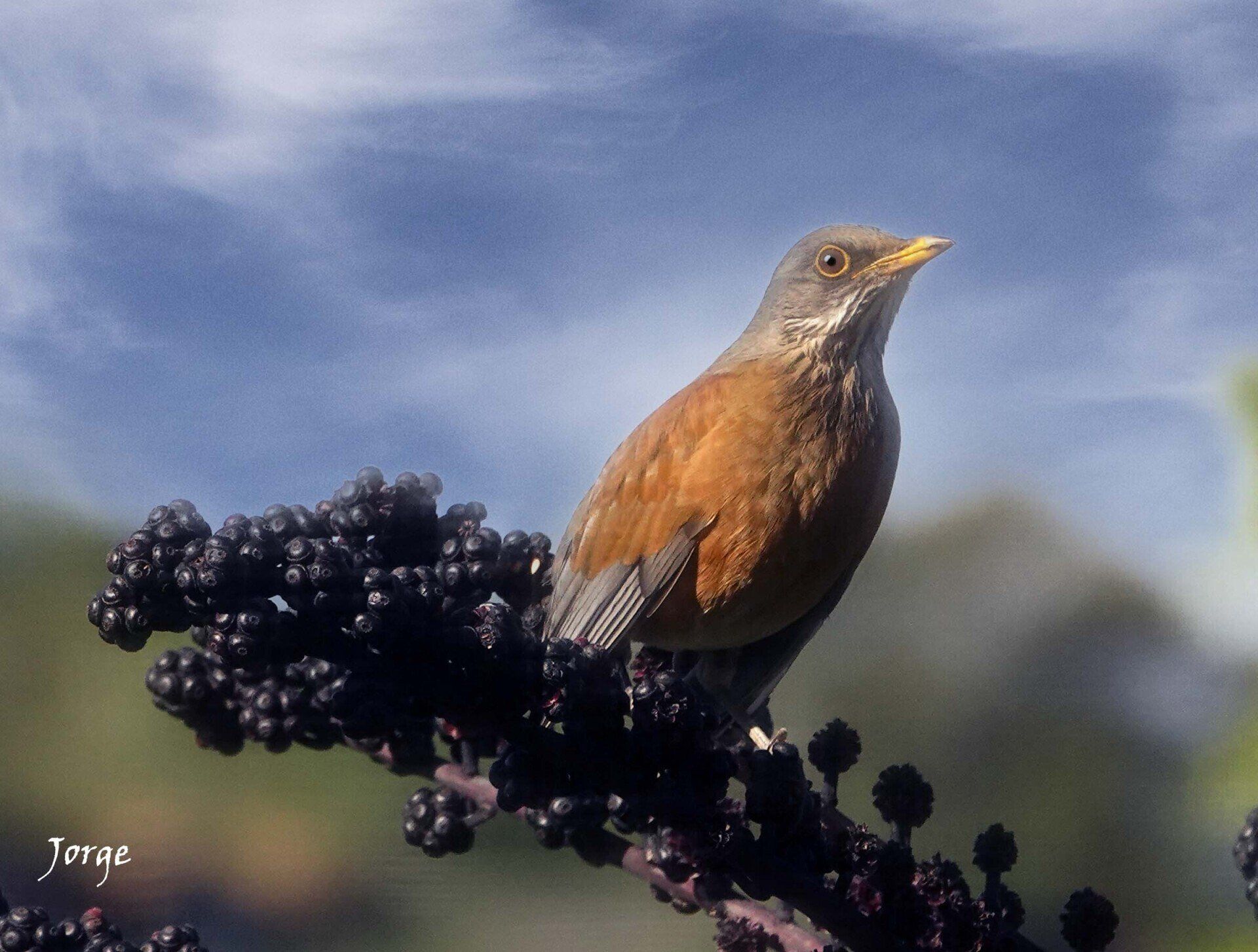 Picture of Rufous Backed Robin