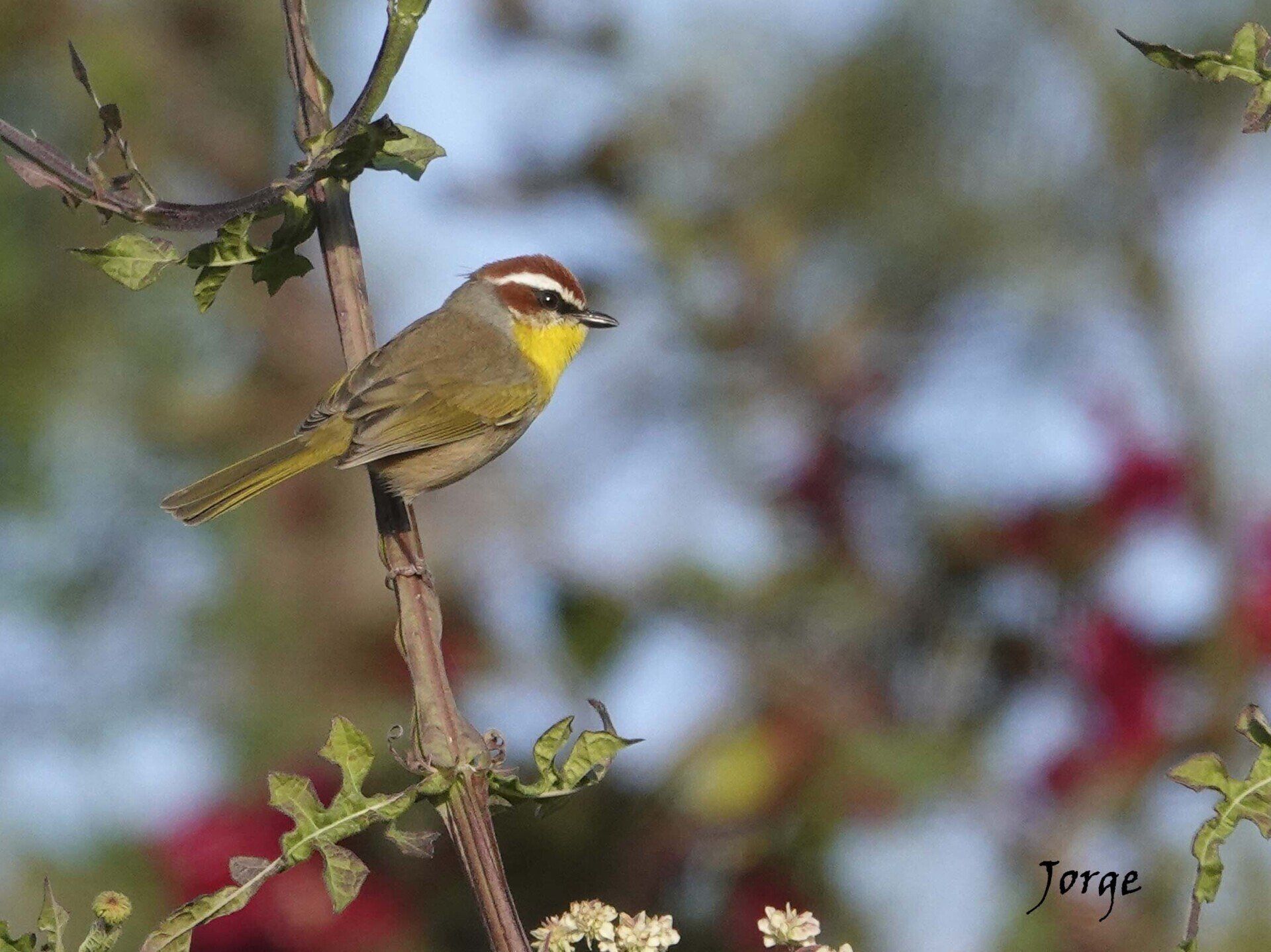 Rufous Capped Warbler