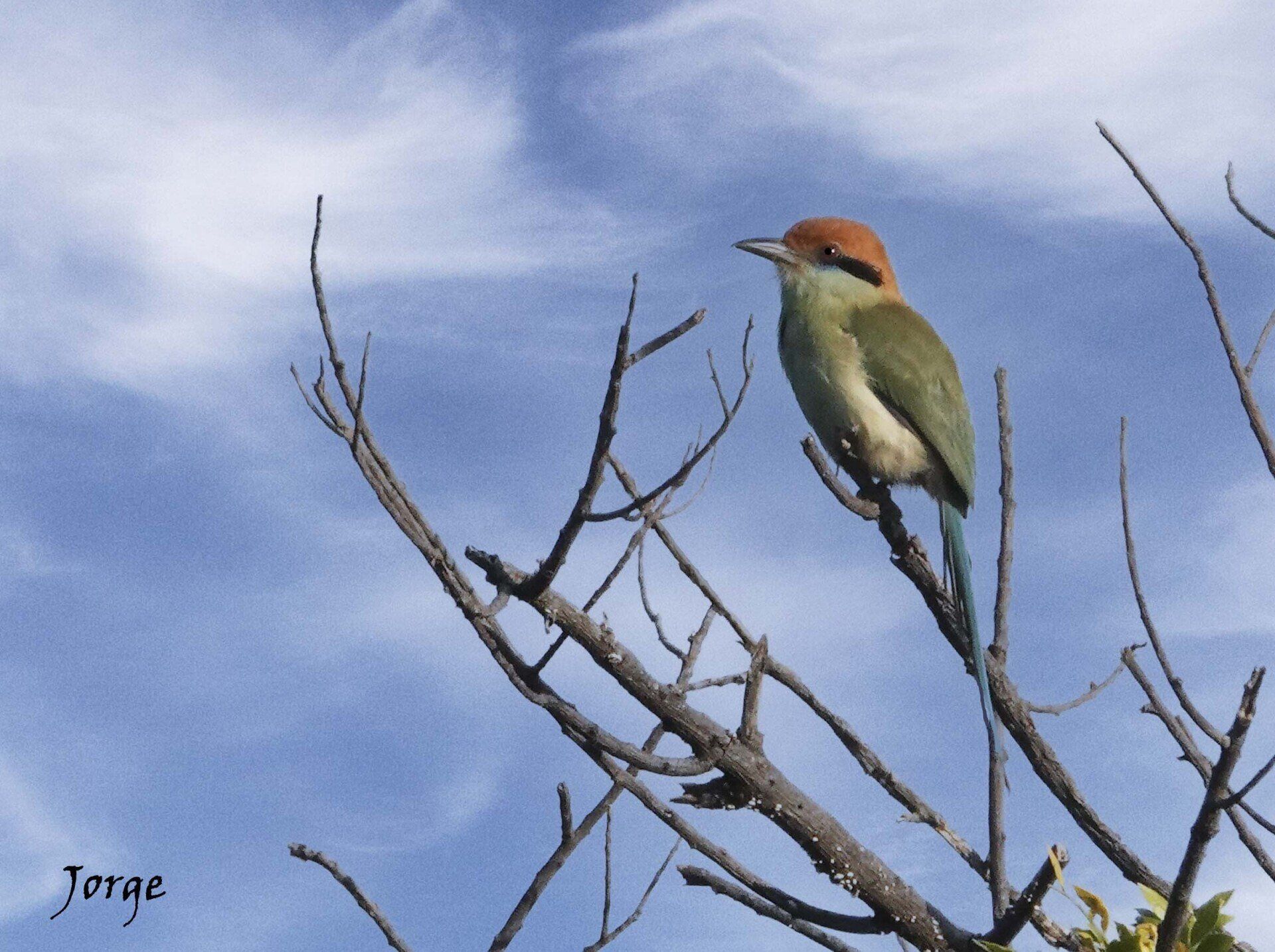 Photo of Russett Crowned Motmot