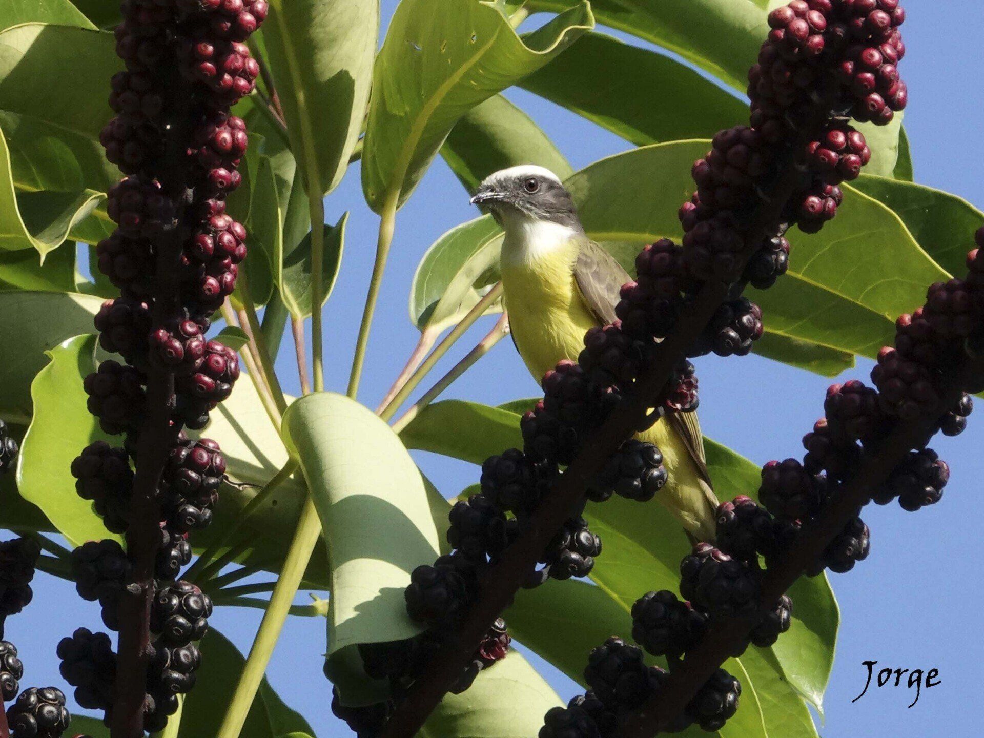 Photo of Social Flycatcher