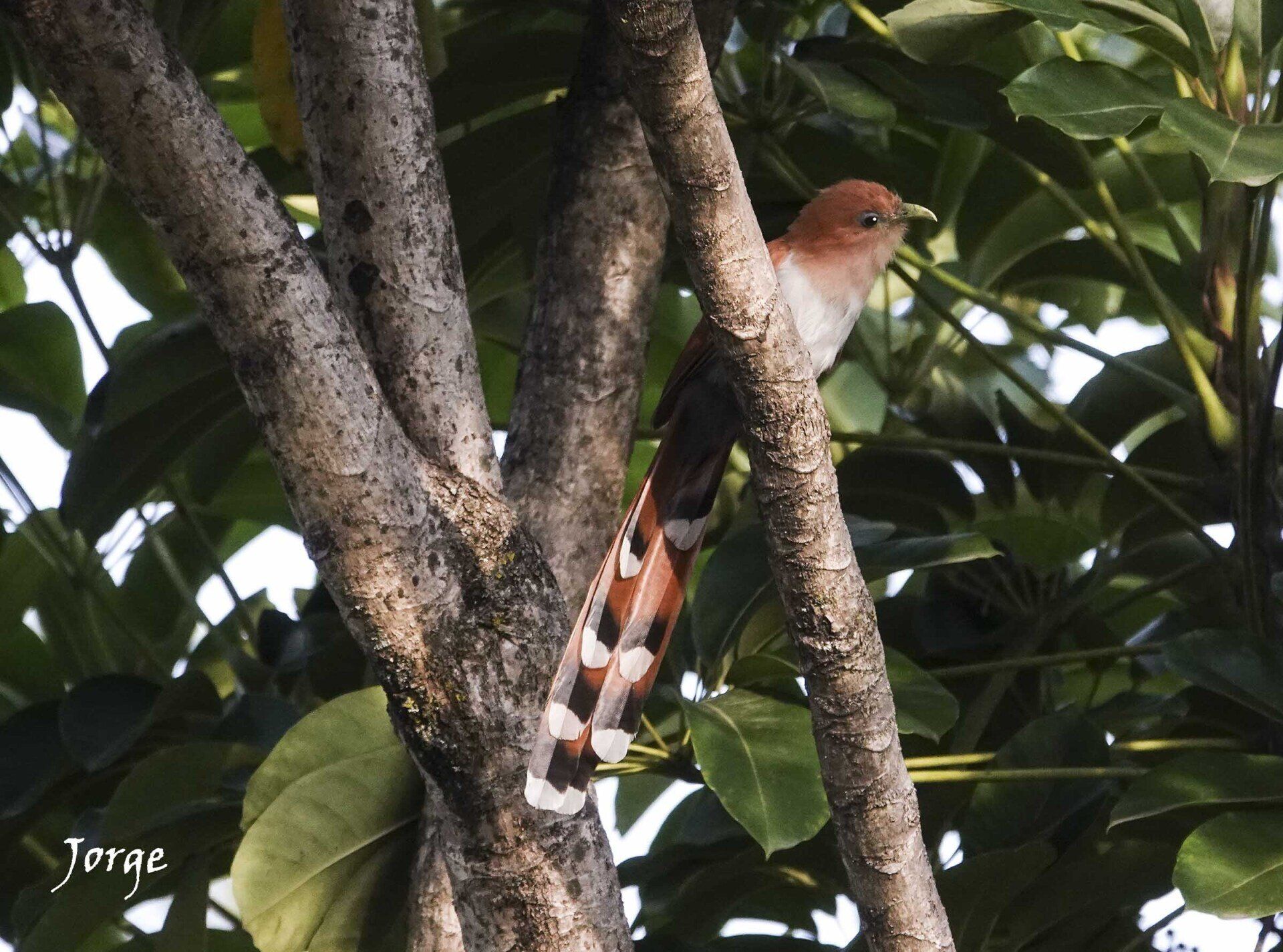 Photo of Squirrel Cuckoo