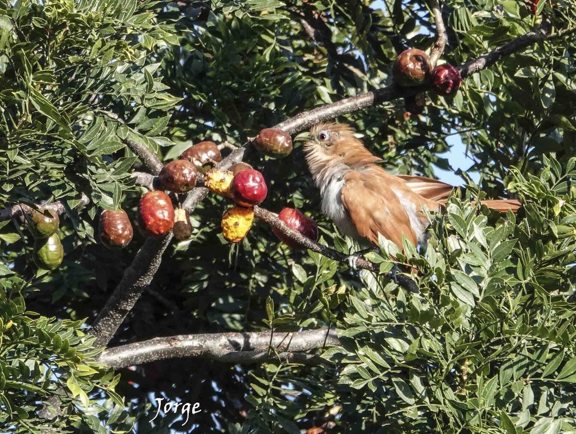 Photo of Squirrel Cuckoo