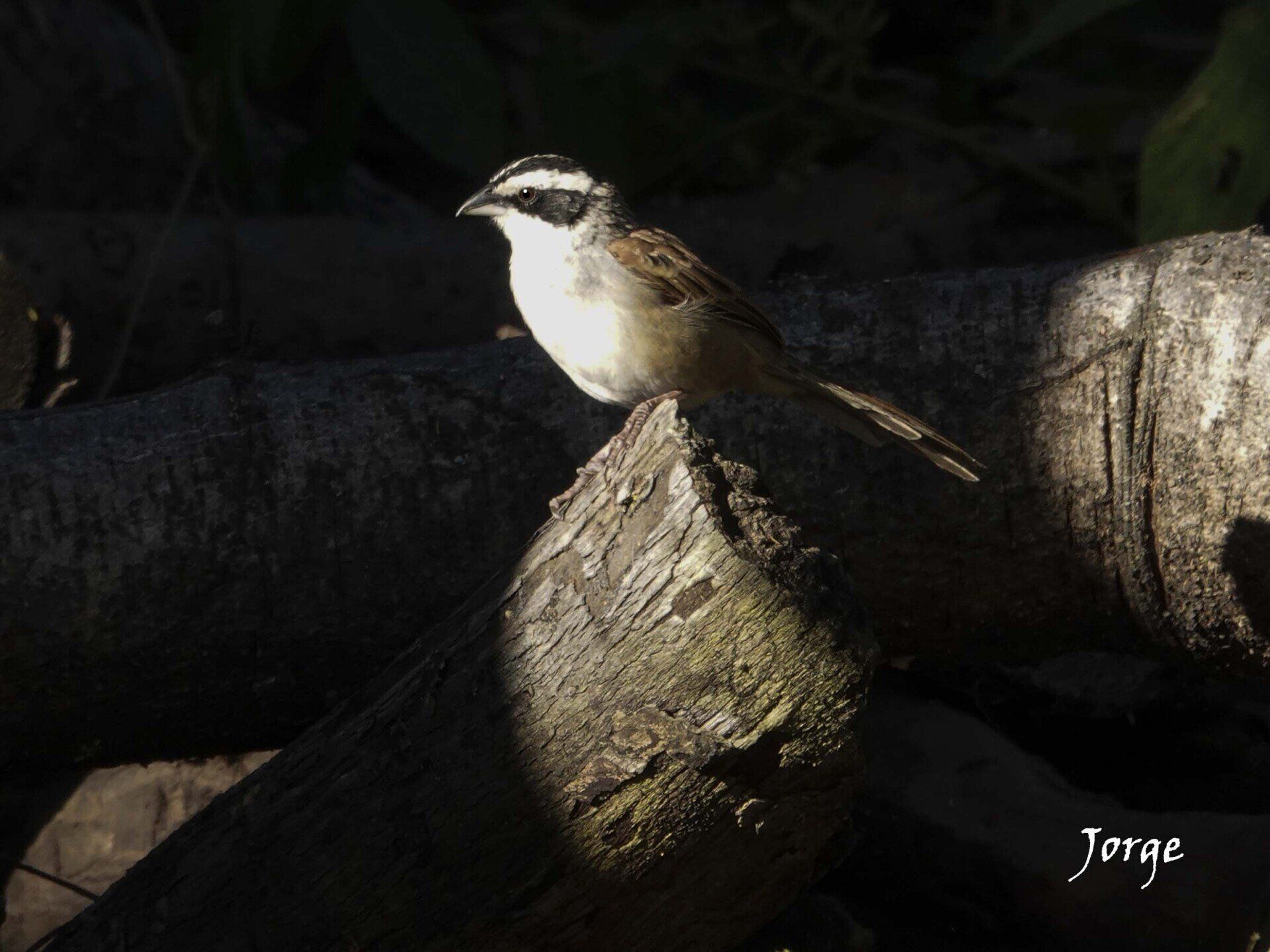 Photograph of Stripe Headed Sparrow