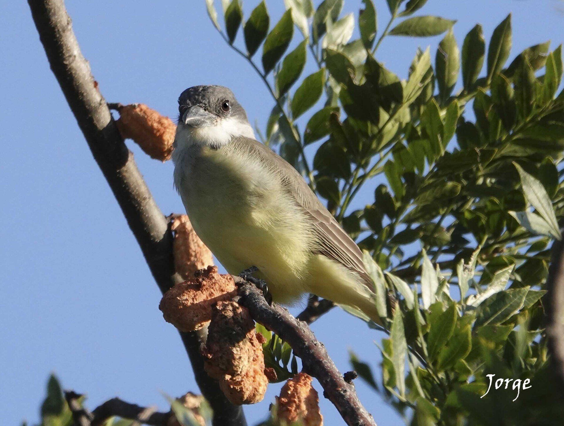 Photograph of Thick Billed Kingbird