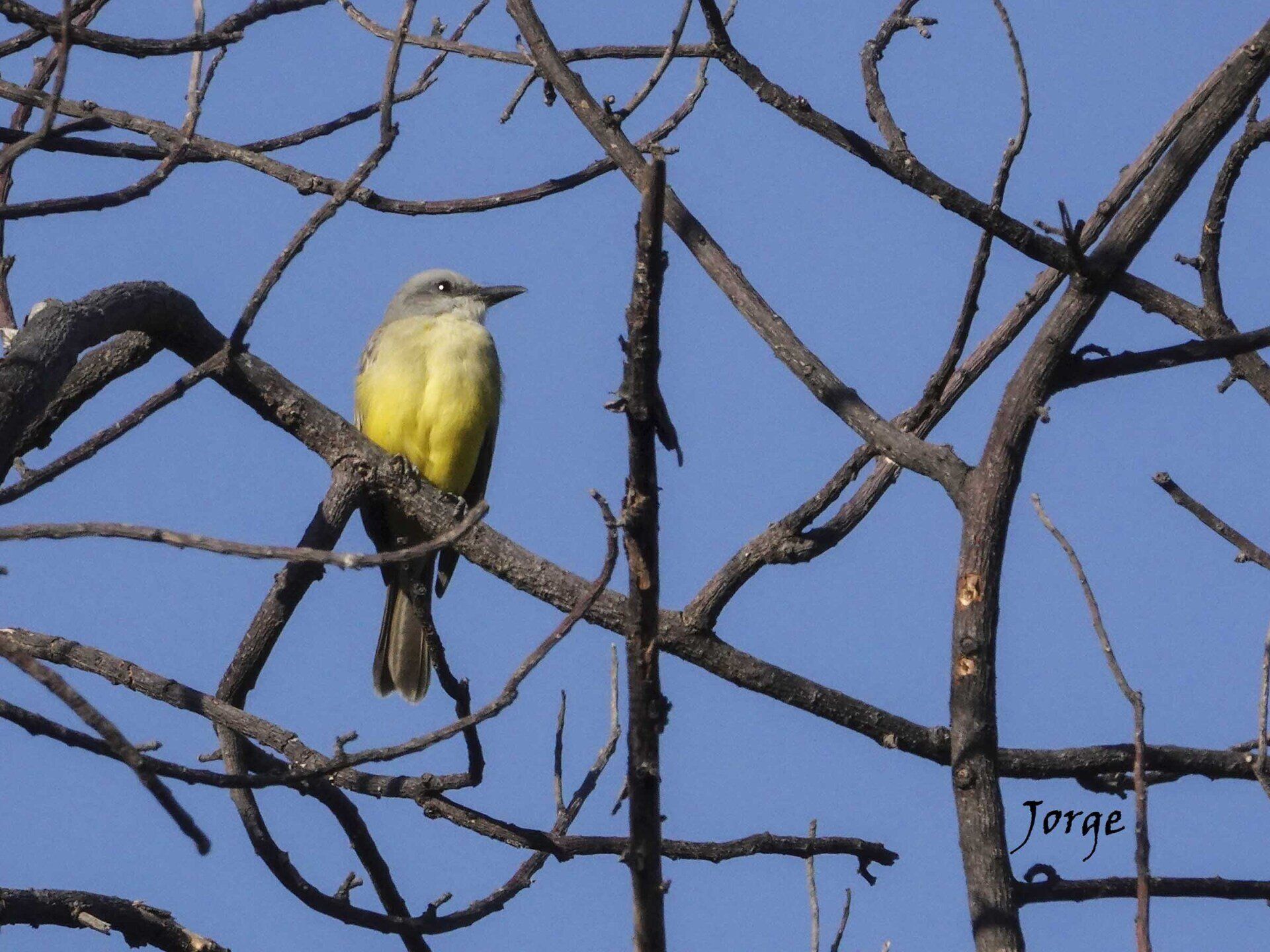 Photograph of Tropical Kingbird