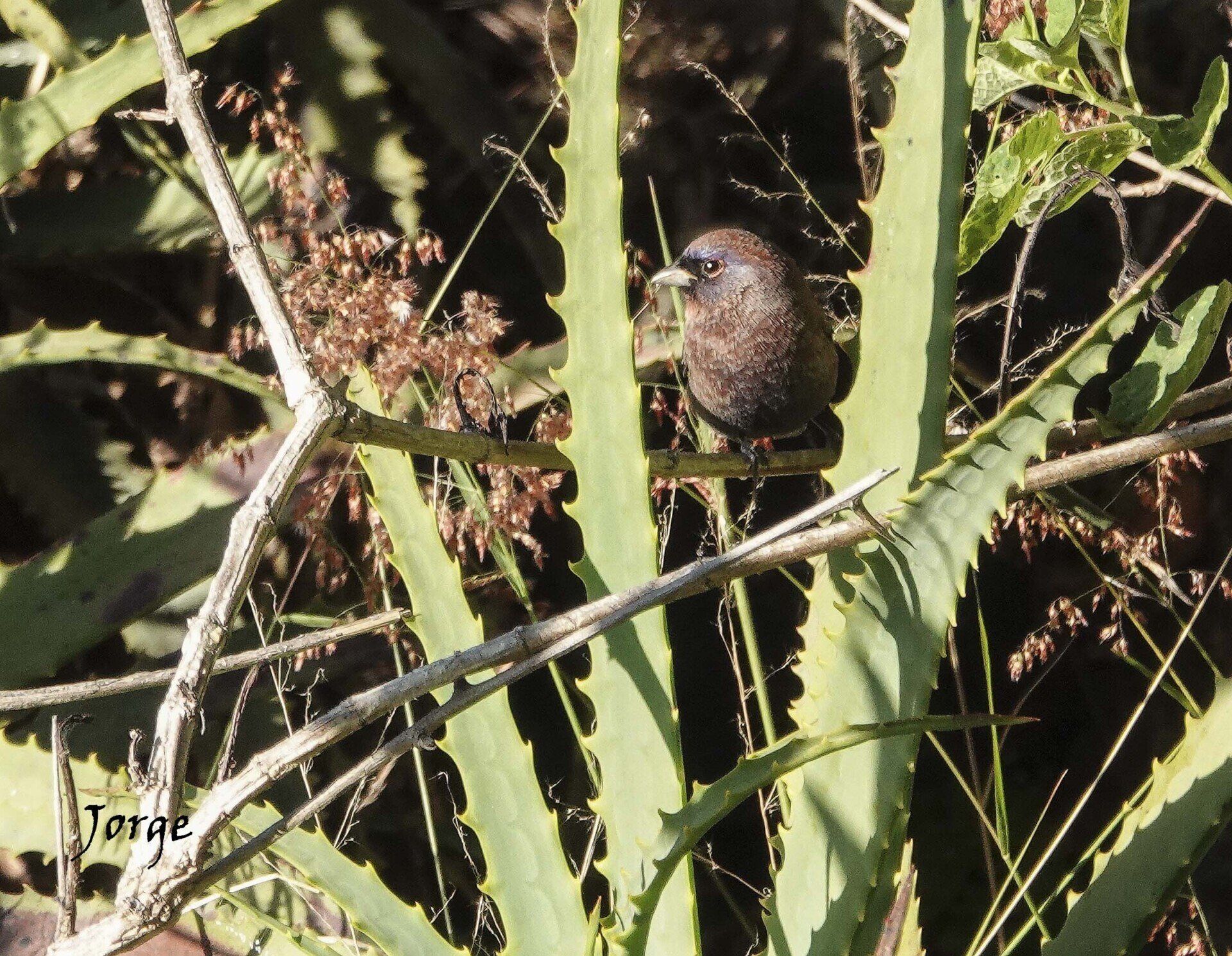 Photograph of Varied Bunting