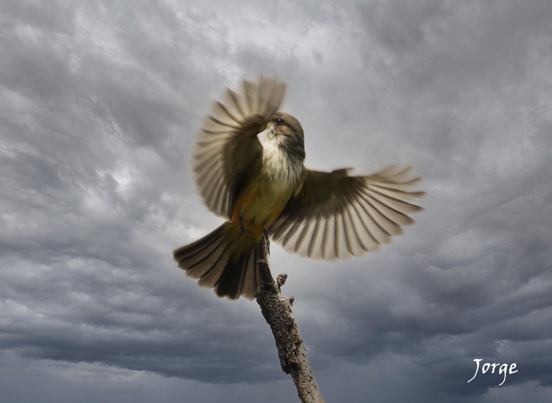 Photo of Vermillion Flycatcher