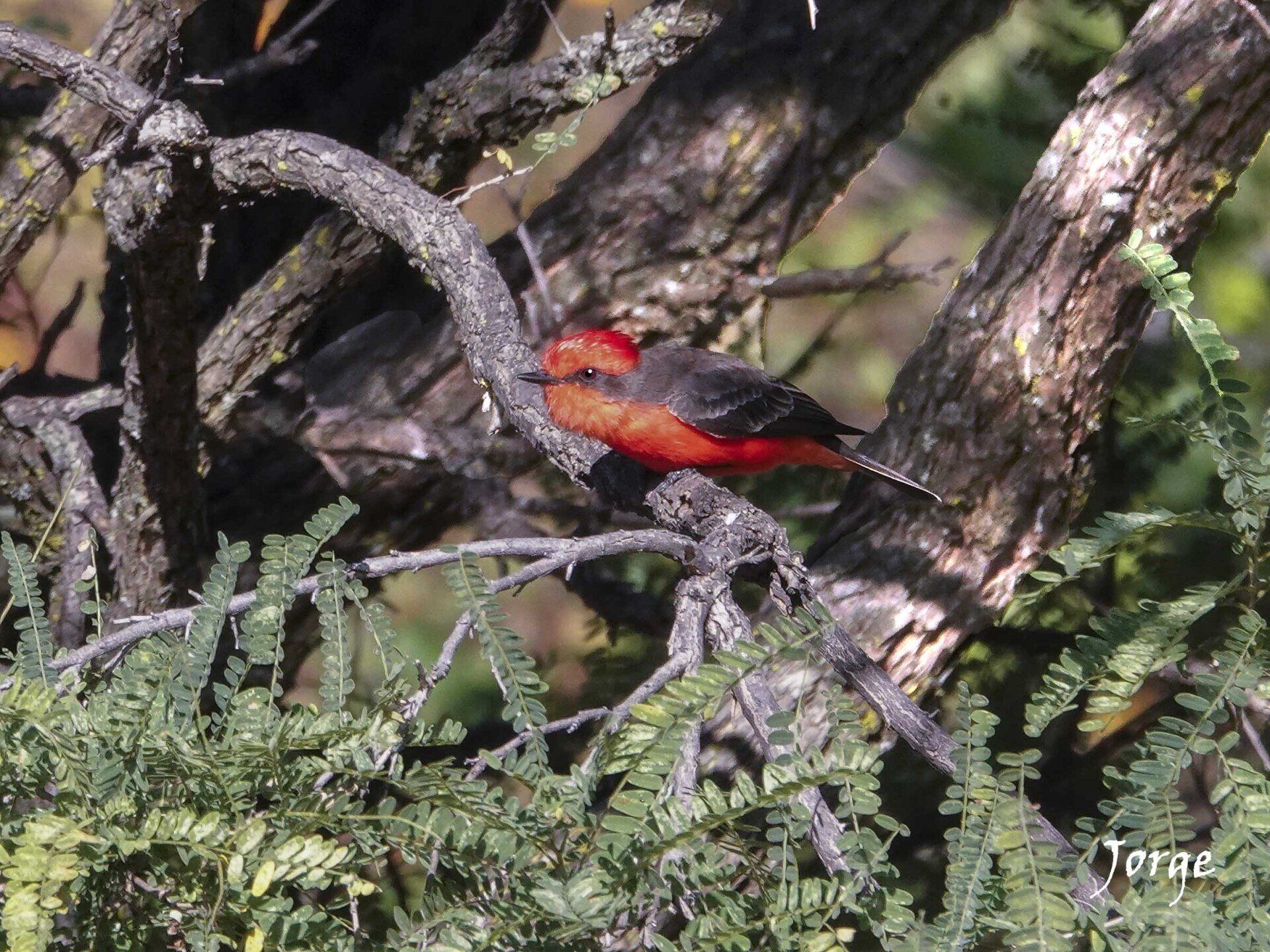 Photograph of Vermillion Flycatcher