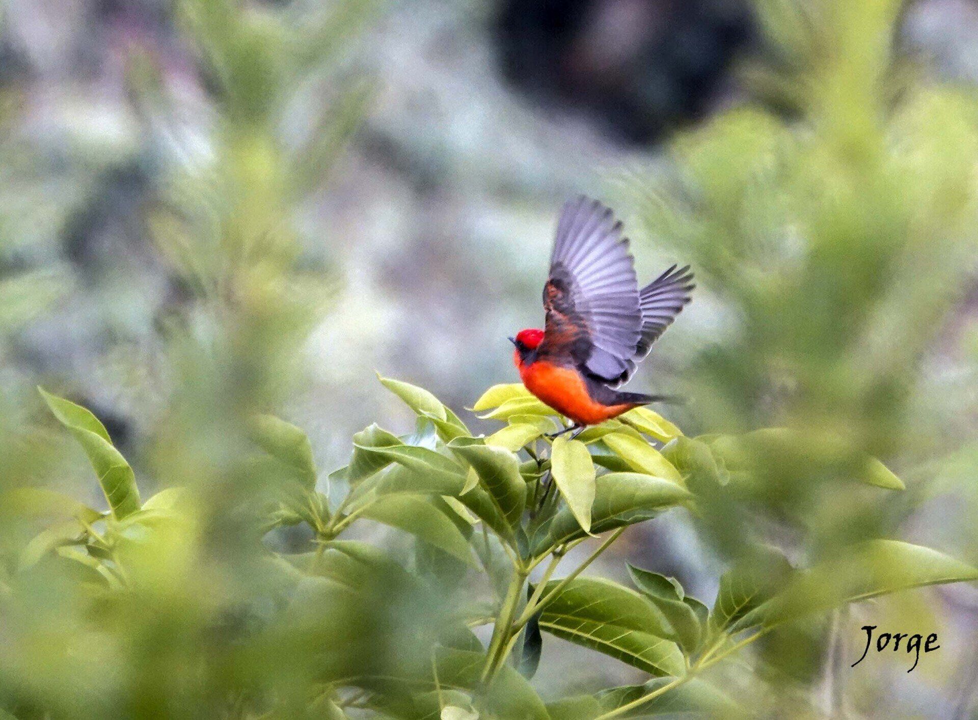 Photo of Vermillion Flycatcher