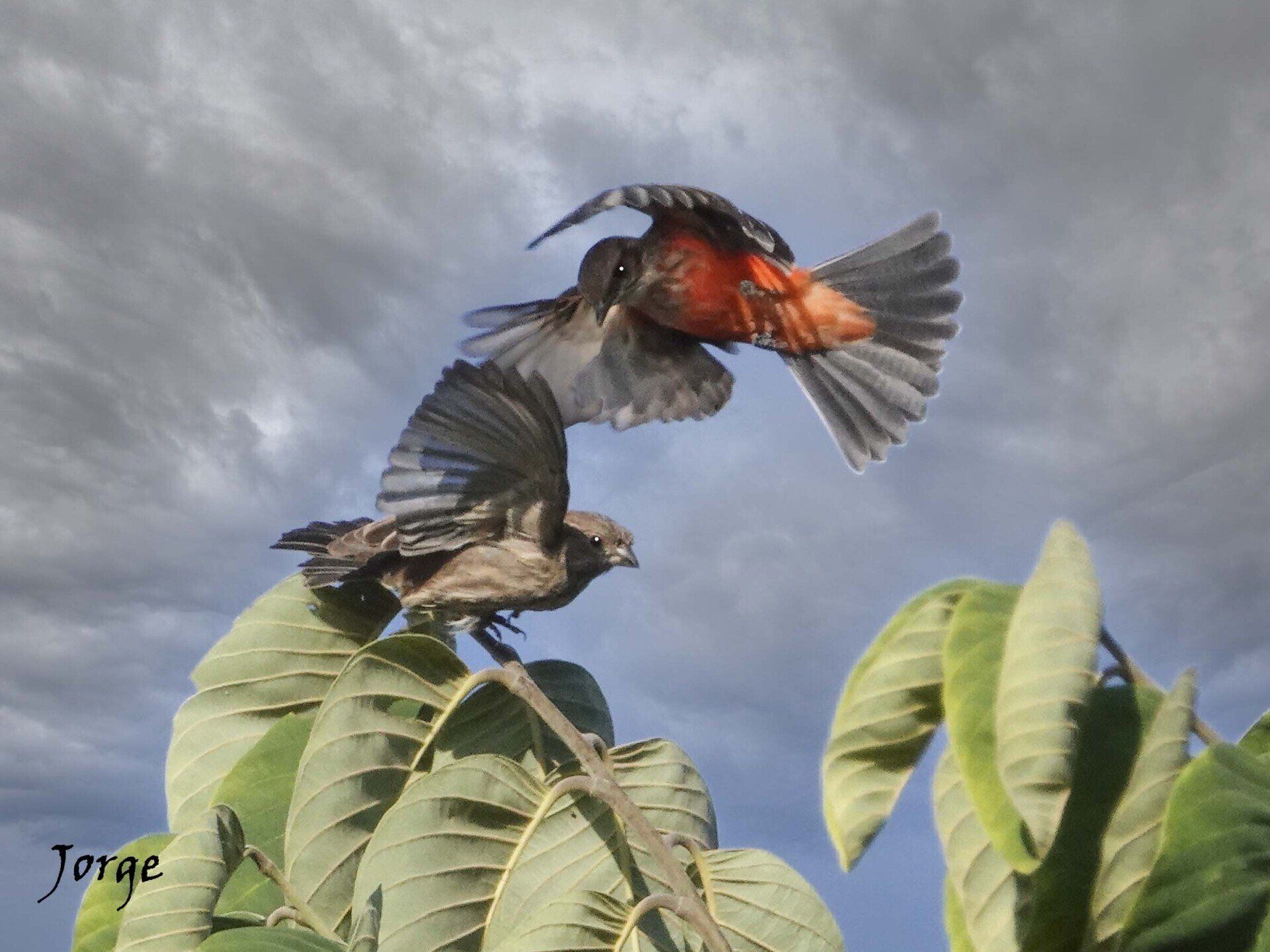 Photo of Vermillion Flycatcher attacking other bird