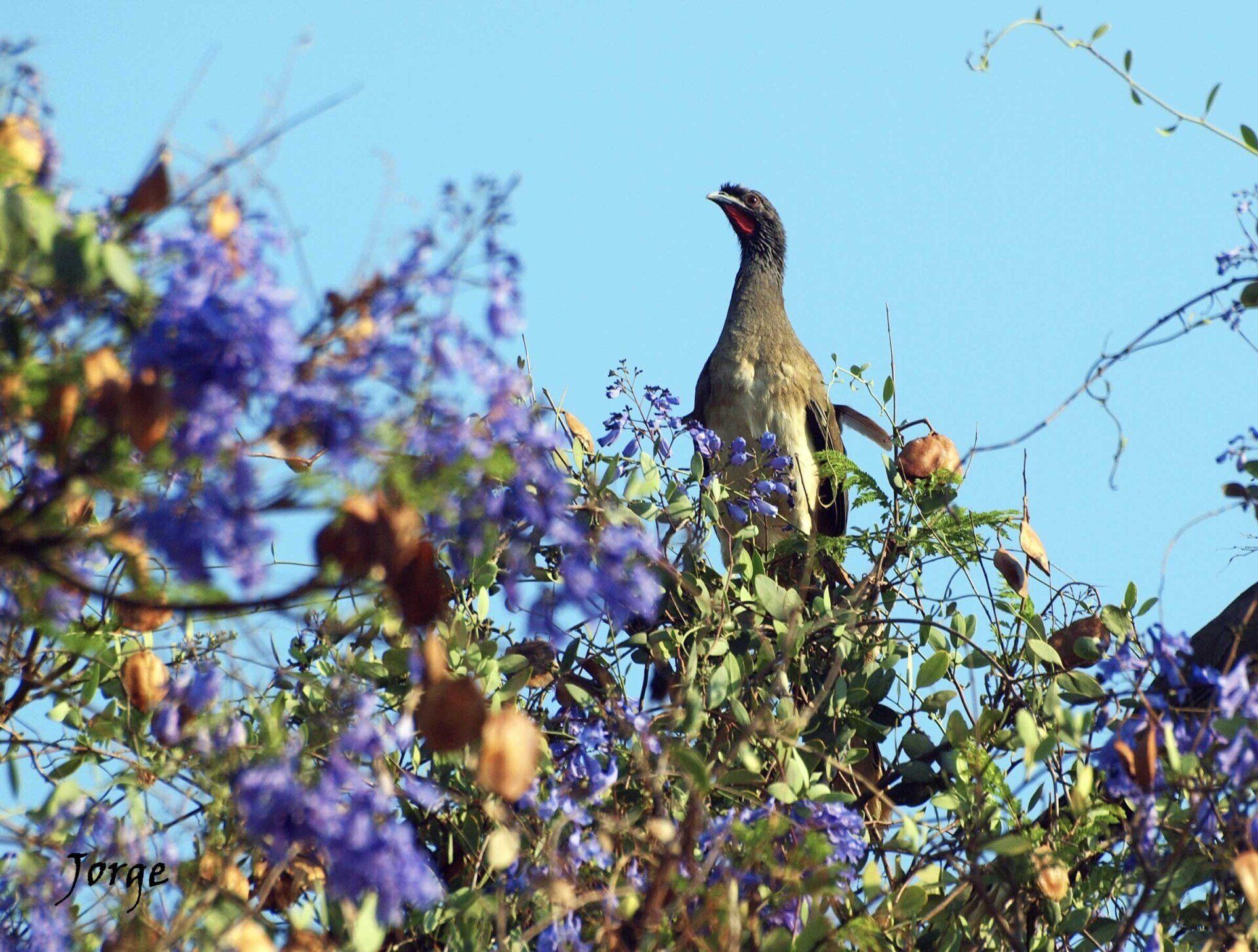 Photo of West Mexican Chachalaca