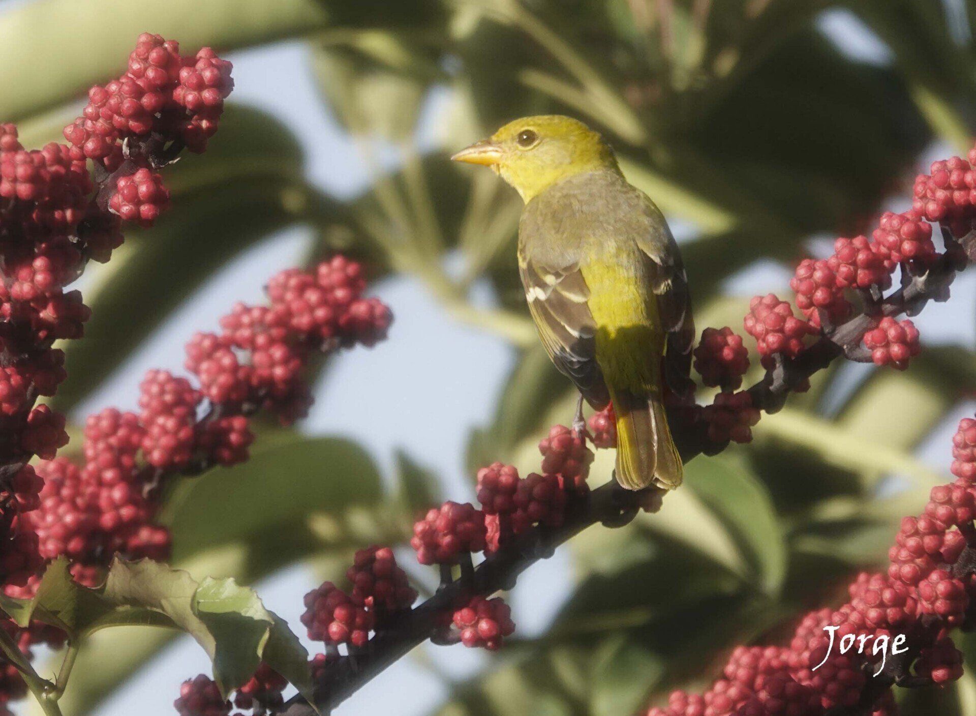 Picture of Western Tanager