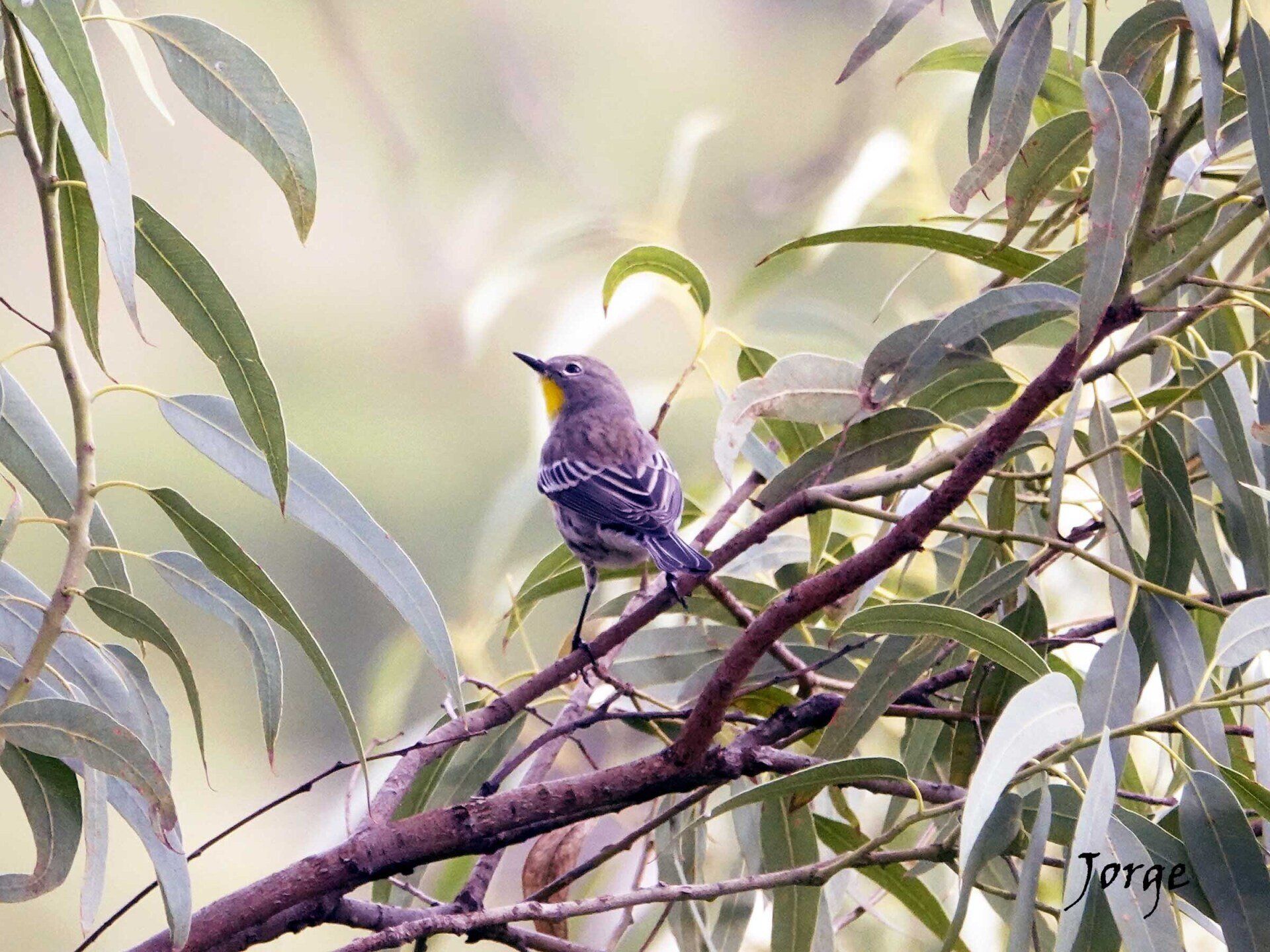 Photograph of Yellow Rumped Warbler