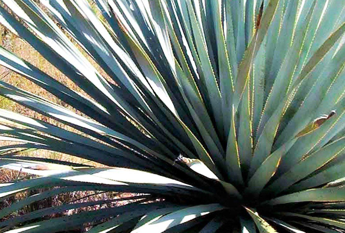 Picture of Vermilion Flycatcher