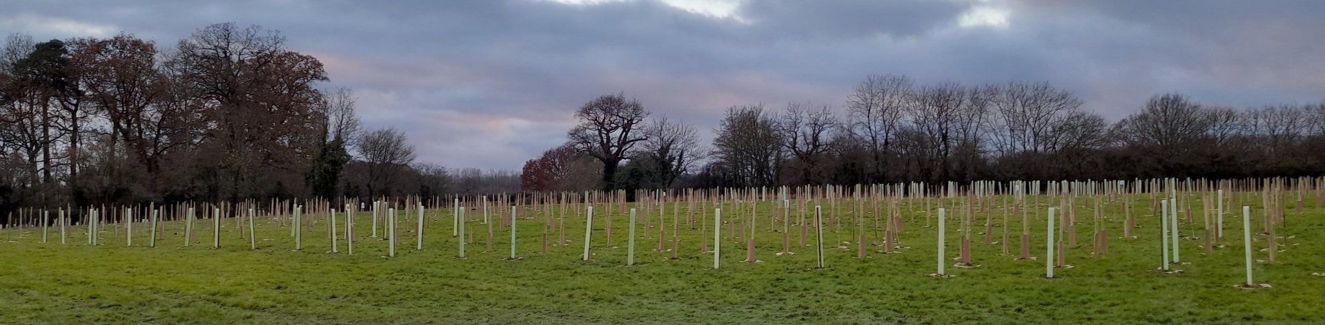 2000 trees planted over the weekend 11/12 December 2021