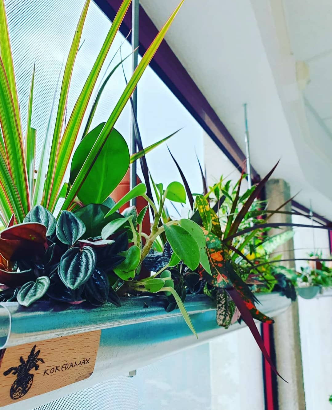 Installation végétale vitrine magasin