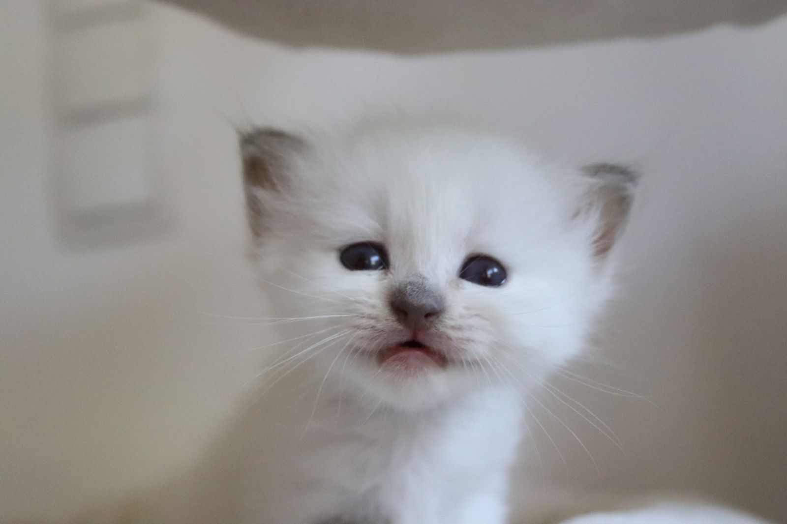 Heilige Birma Kitten lilac point