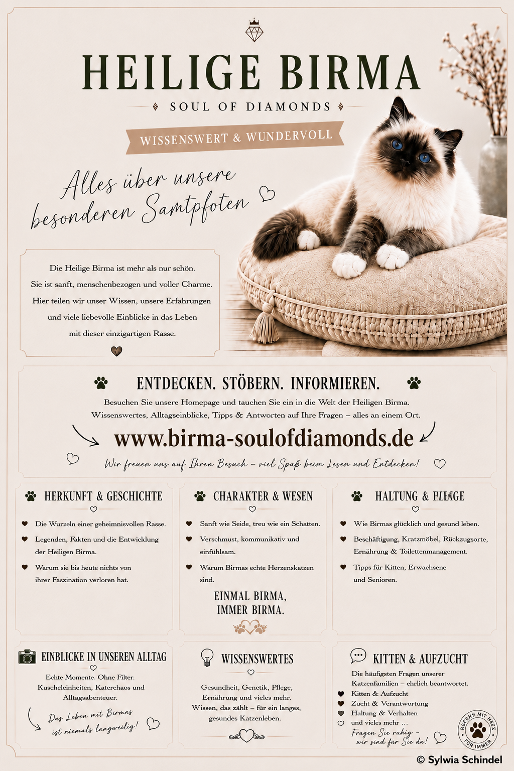 Informationen über Heilige Birma, seal point