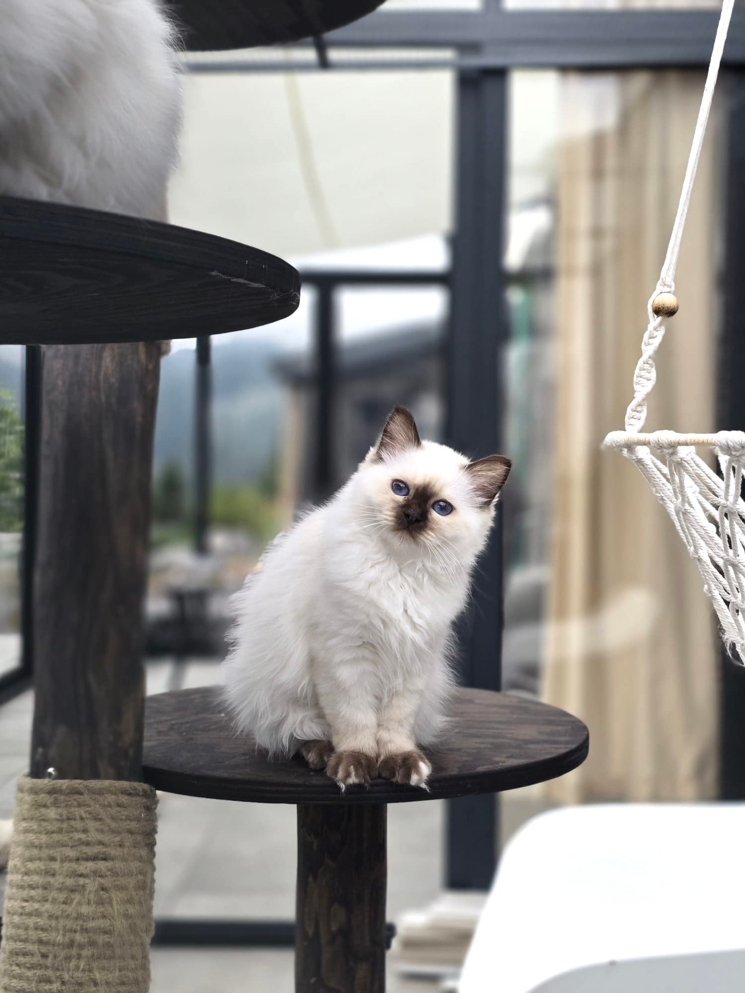 Heilige Birma Katze beobachtet aufmerksam die Natur im Schwarzwald.