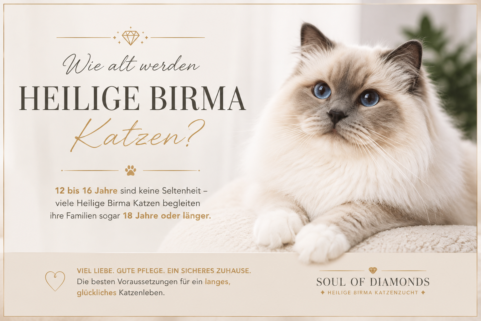 Wie alt wird eine Heilige Birma Katze