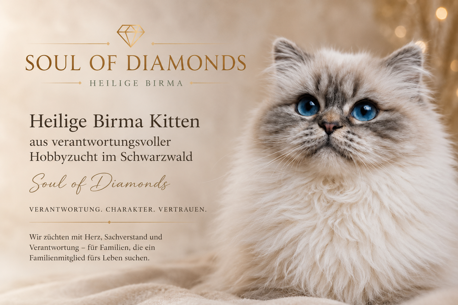 Heilige Birma Kätzchen Stuttgart, Freiburg, Baden Württemberg