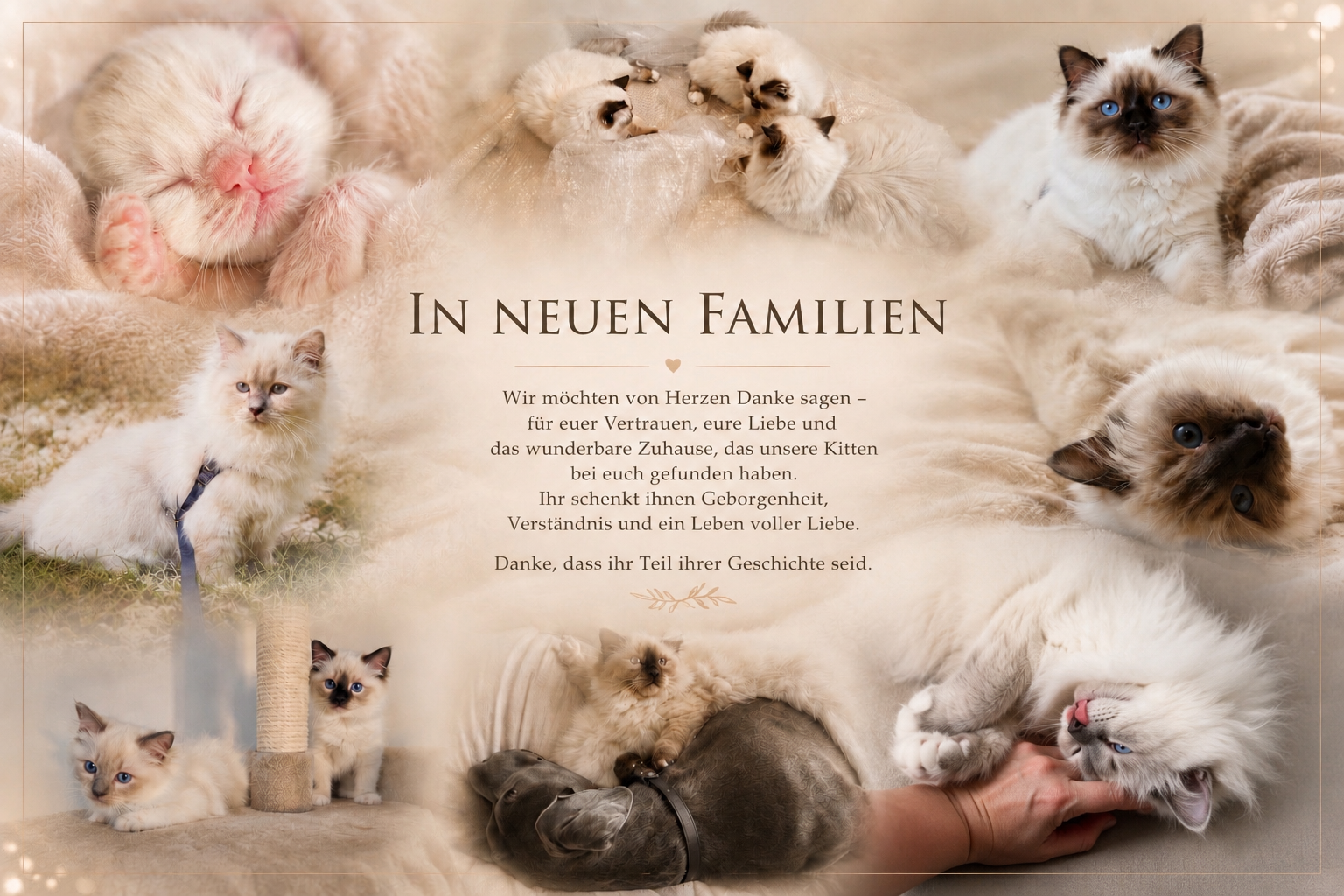Bilder gesendet von neuen Besitzern Soul of Diamonds Katzen, heilige Birma Katzen