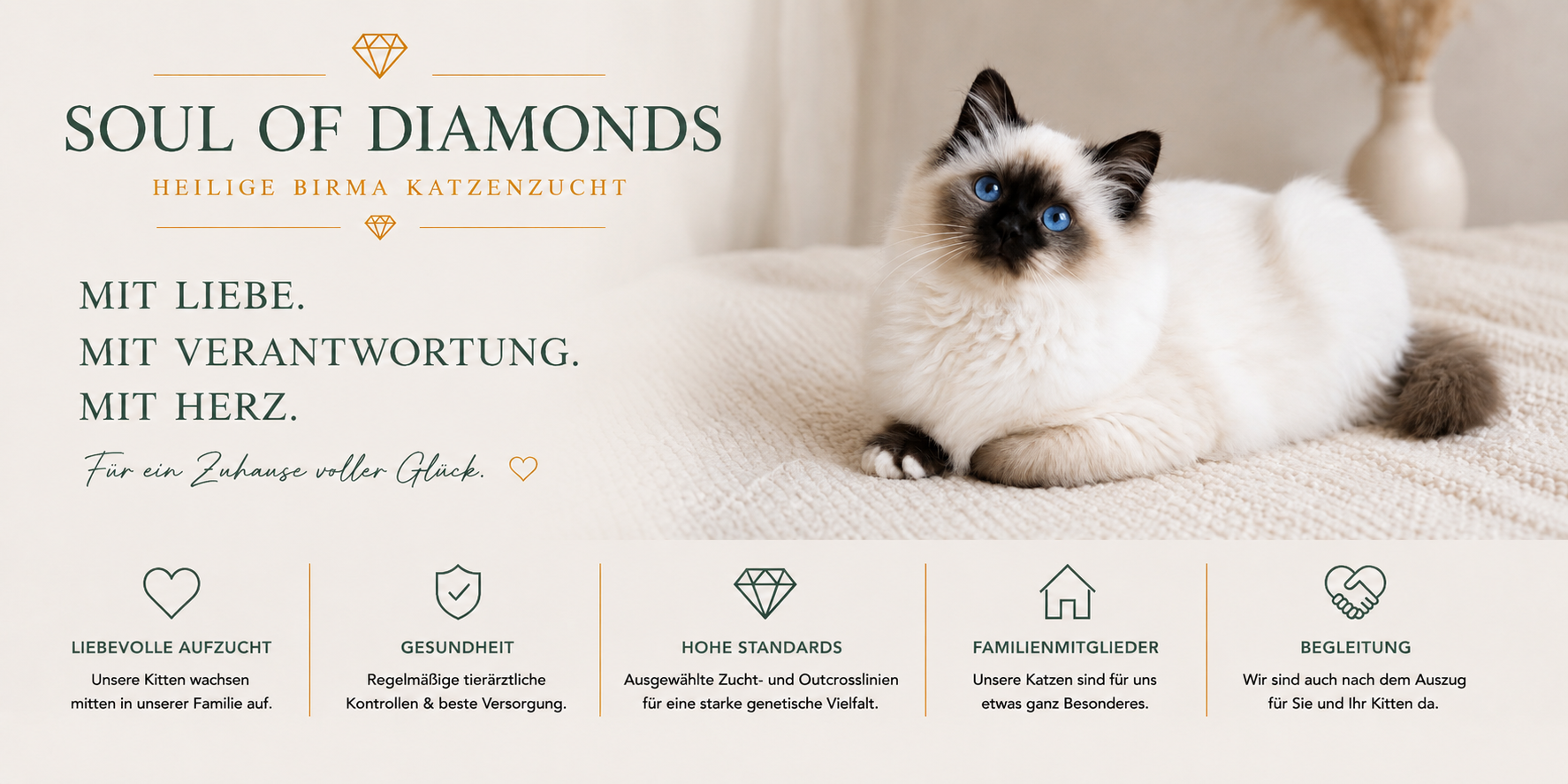 Heilige Birma Katze Seal point mit blauen Augen, Zucht mit Liebe, Verantwortung und Hingabe