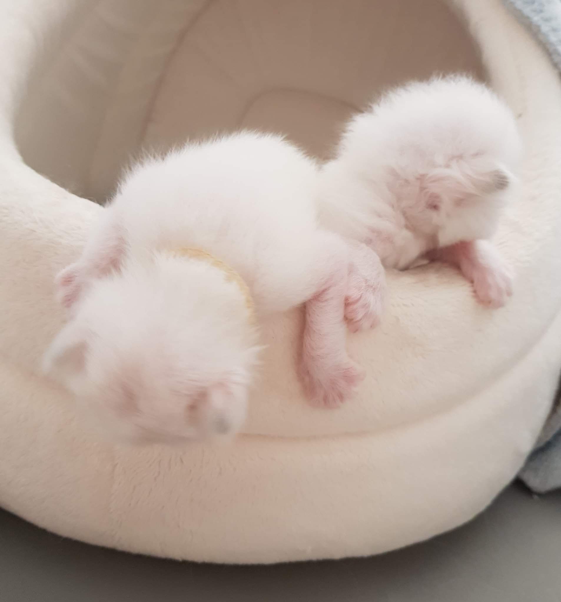 Zwei Heilige Birma Kätzchen in einer Kuschelhöhle
