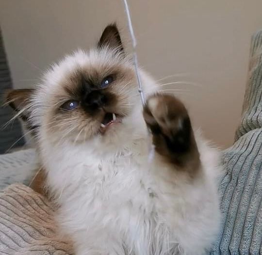 Verspieltes Heilige Birma Kitten jagt begeistert einer Federangel hinterher