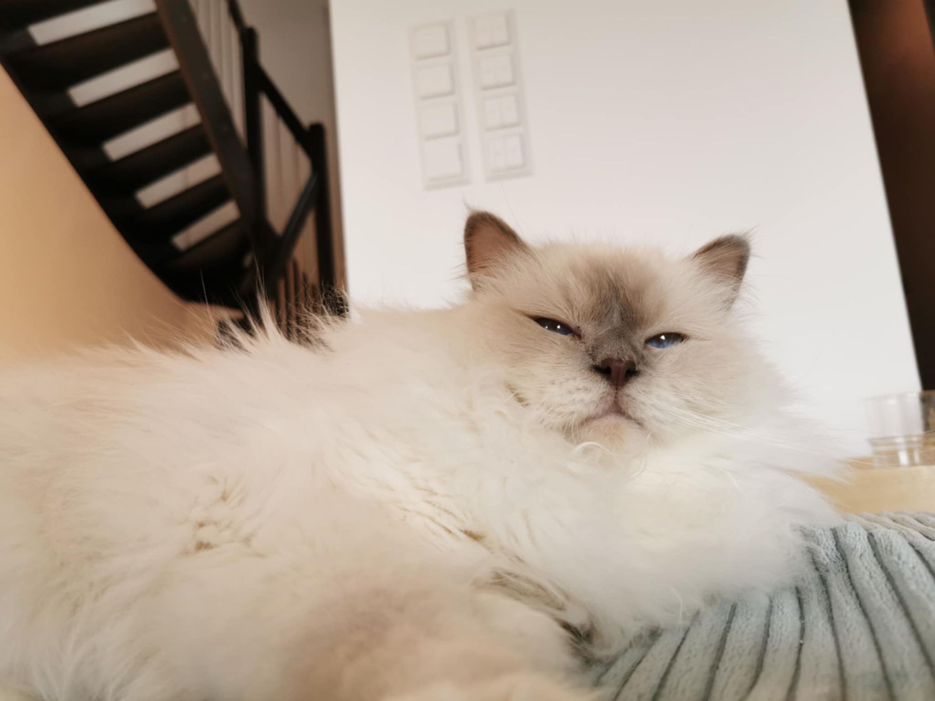 Entspannte Heilige Birma Katze genießt einen ruhigen Moment im Familienalltag