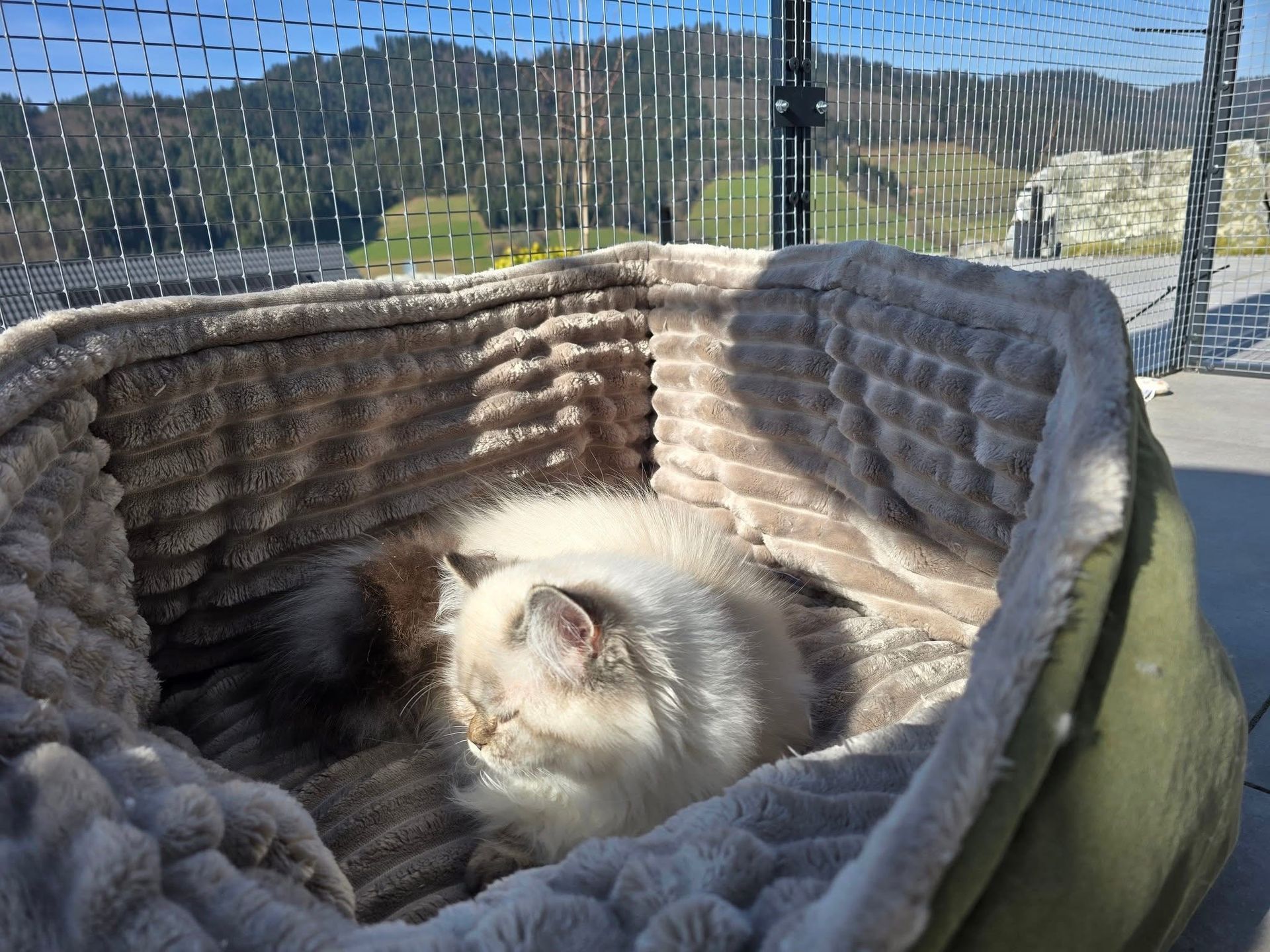 Heilige Birma Katze genießt die Aussicht im gesicherten Außenbereich im Schwarzwald