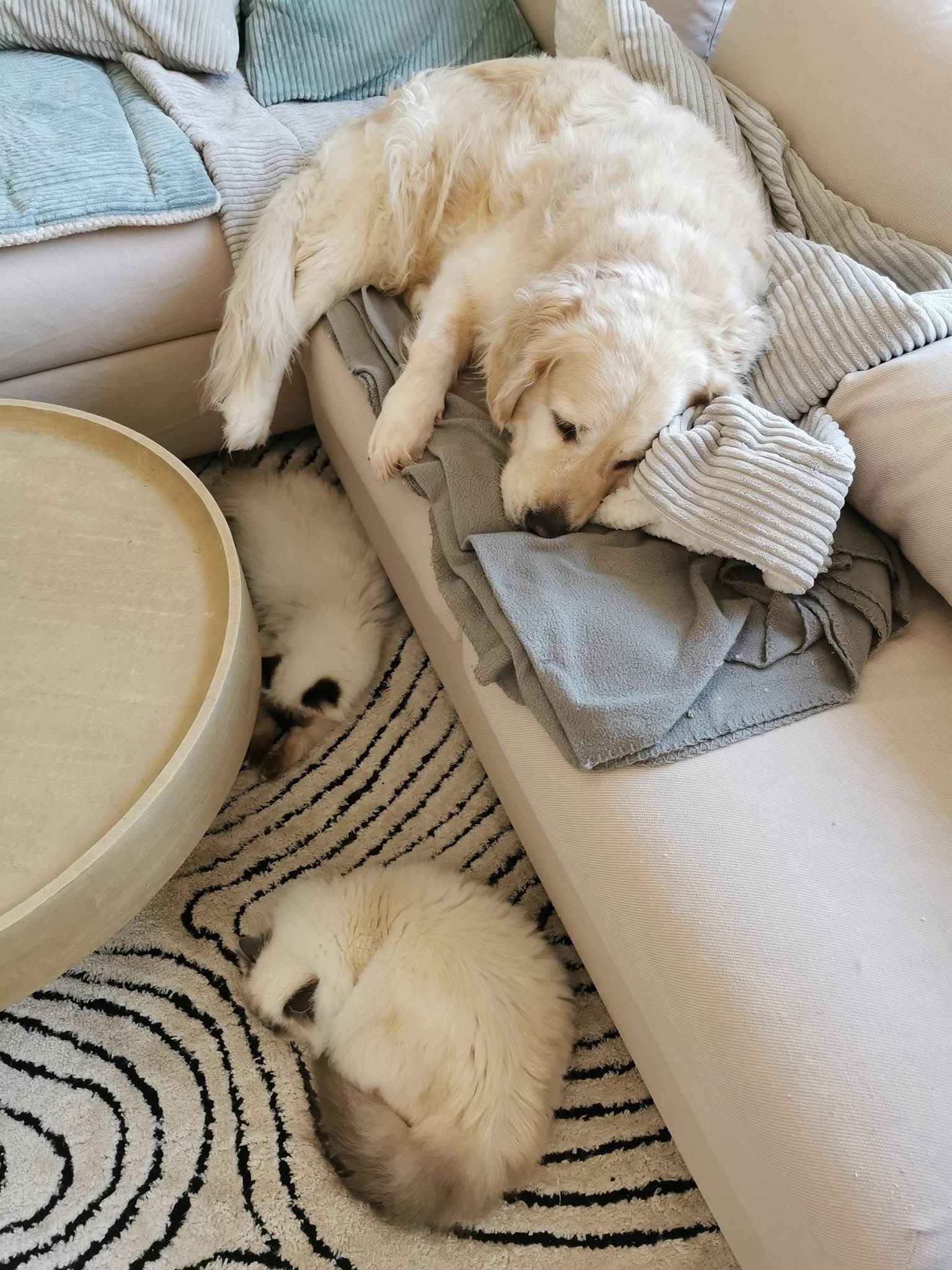 Hund schläft gemütlich auf dem Sofa und gehört selbstverständlich zur Familie dazu