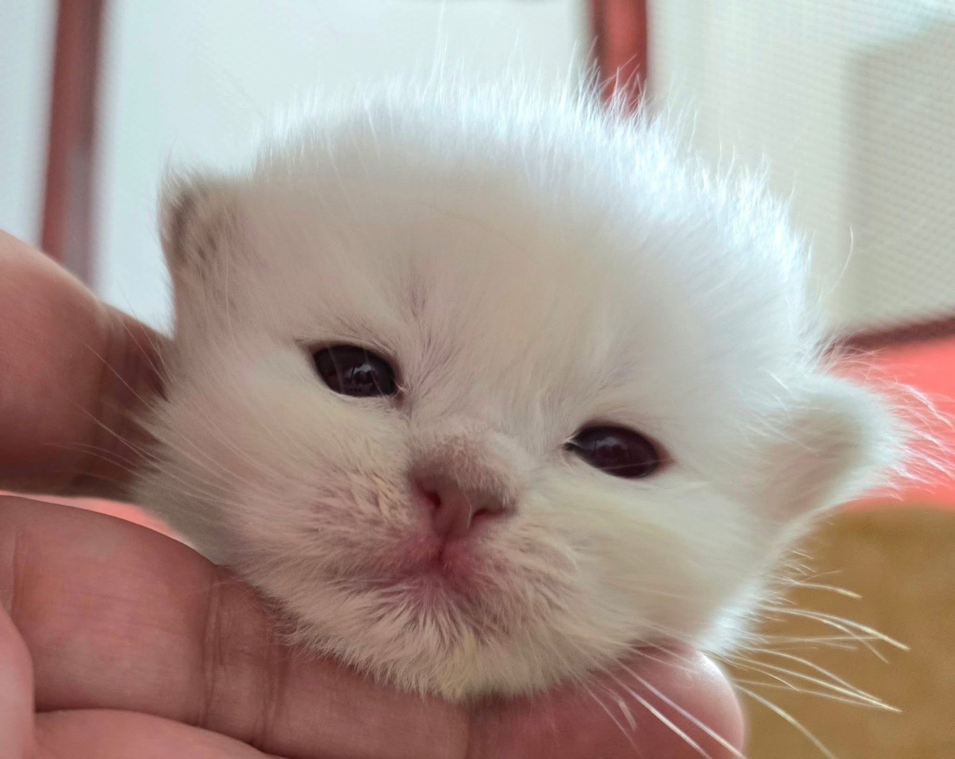 Nahaufnahme eines Heilige Birma Kittens mit ersten neugierigen Blicken in die Welt