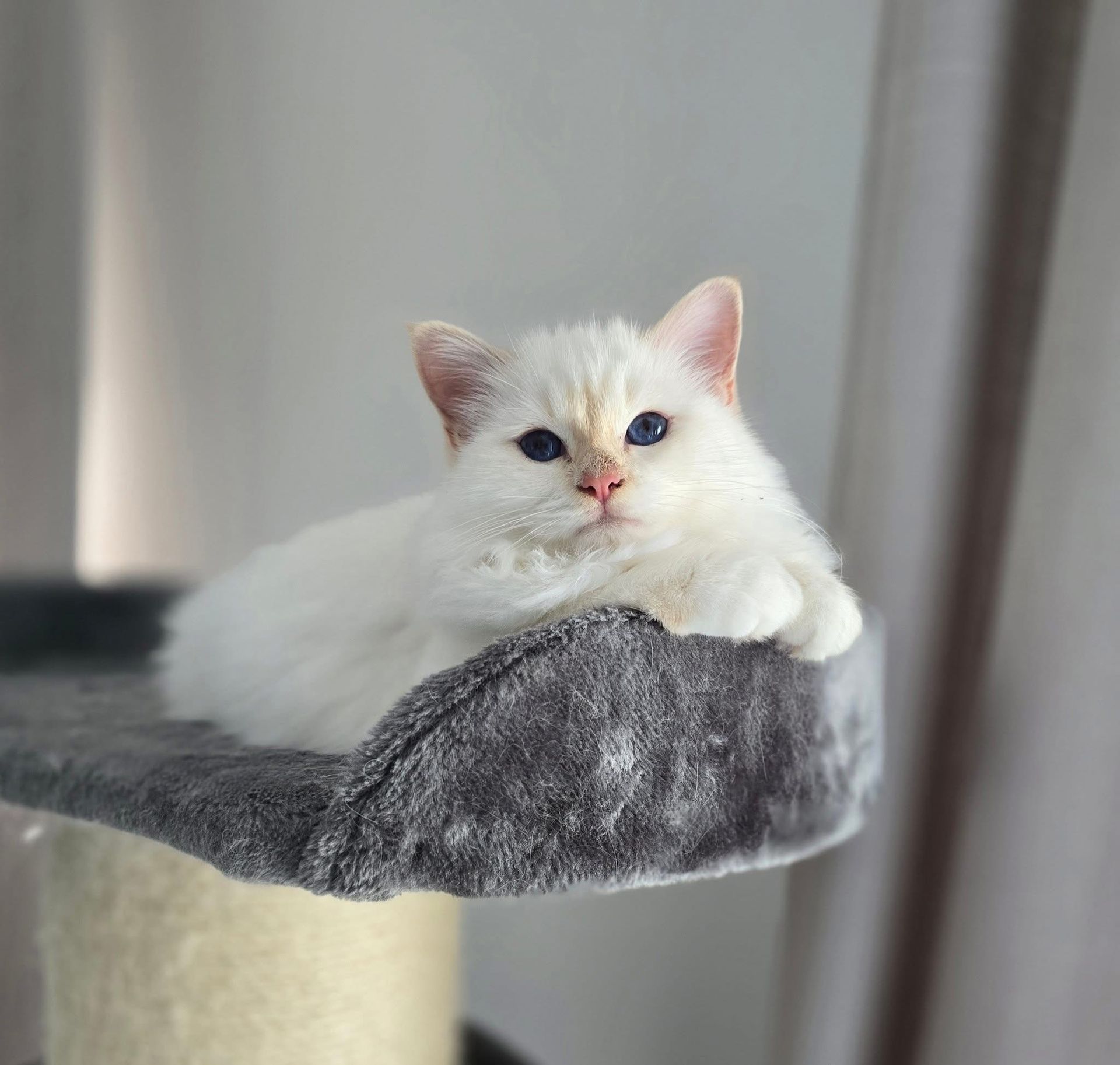 Heilige Birma Kitten cream point auf einem Kratzbaum