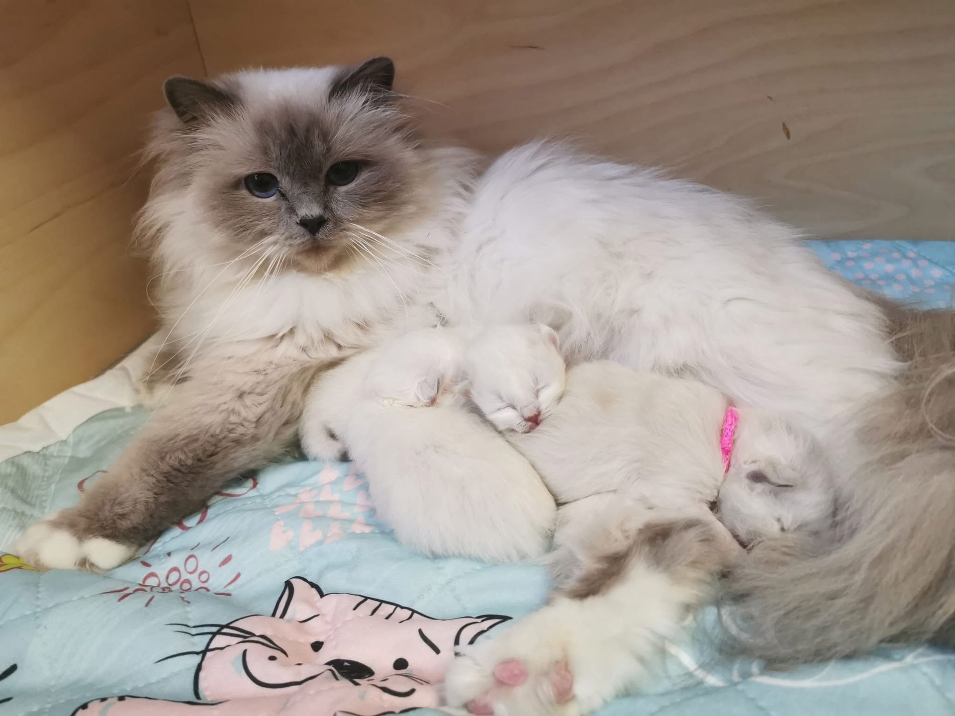 Heilige Birma Mutter mit ihren Babies in kuscheliger Wurfkiste in Sul of Diamonds Heilige Birma Zucht in Baden-Württemberg