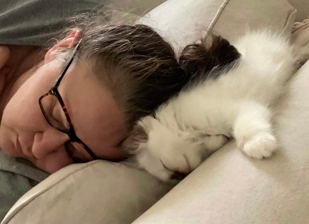 Heilige Birma Katze kuschelt mit einem Familienmitglied.